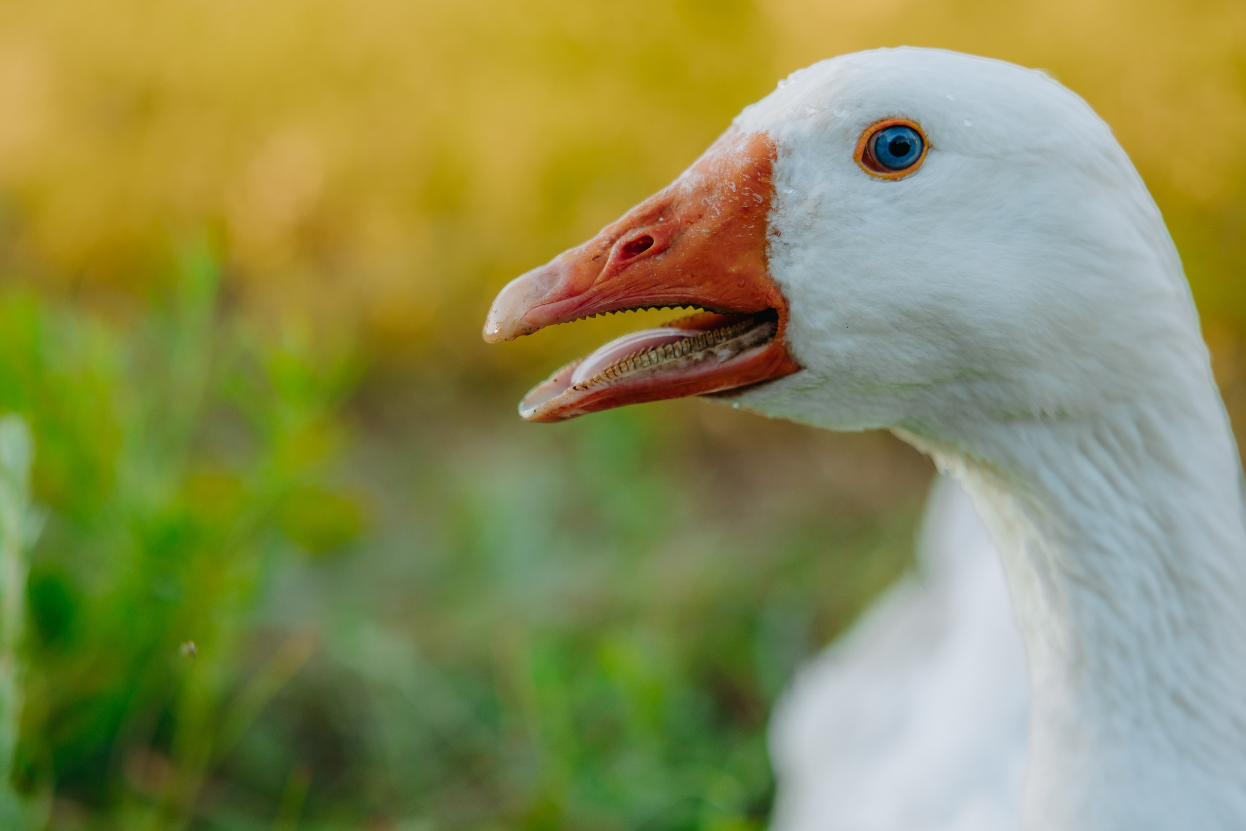 Глеб и Нильс. Фотограф в Саратове Александр Кухаренко. И не только в Саратове :)