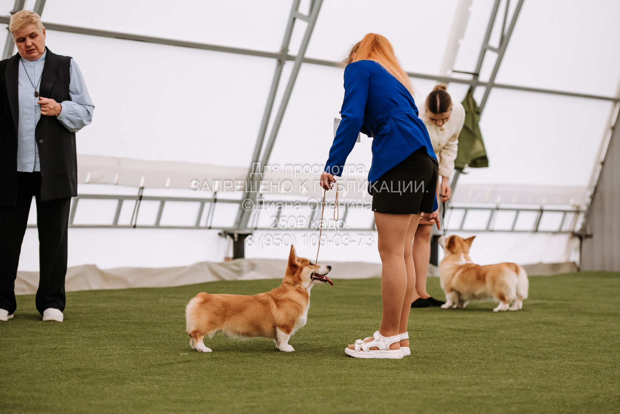 Выставка собак Красноярск 2.06. Фотограф Диана Оленина Красноярск / Братск