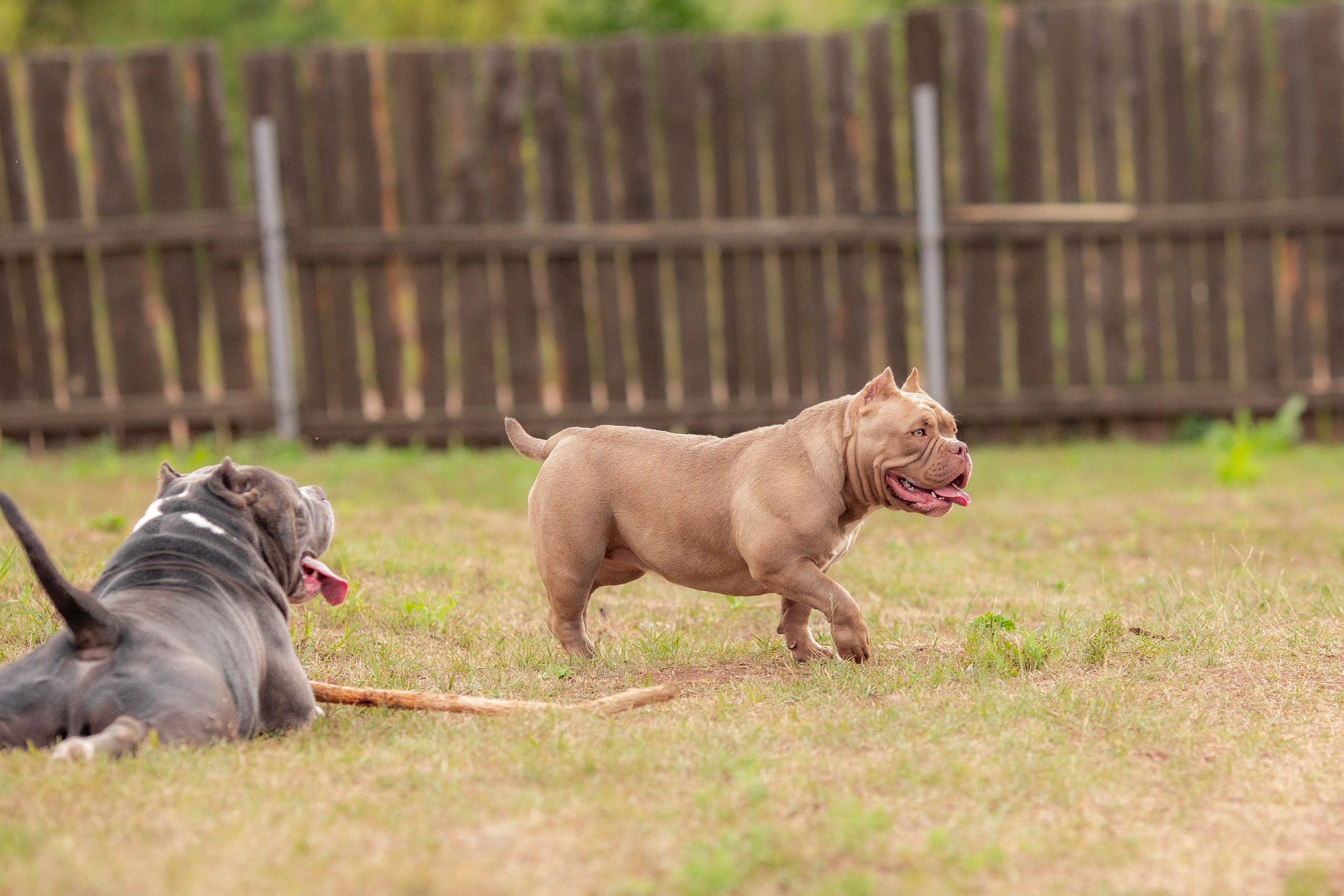 Наталья и булли. Фотограф Анималист в Перми Анастасия Остерман