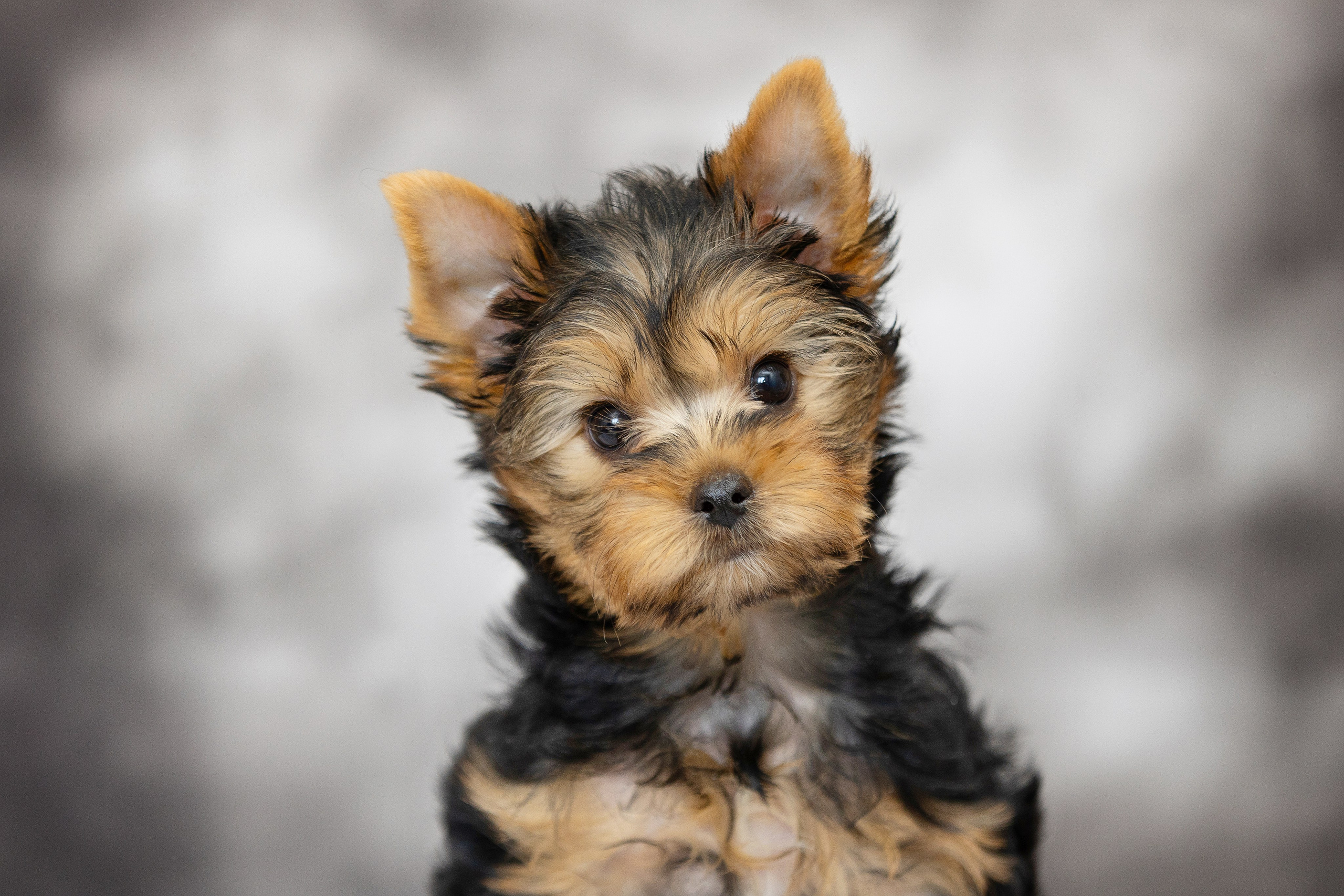 Щенки. Slavilada-Лапки. Свет. Любовь… Профессиональная фотосессия питомцев Для памяти, пристройства и продажи. Хабаровск