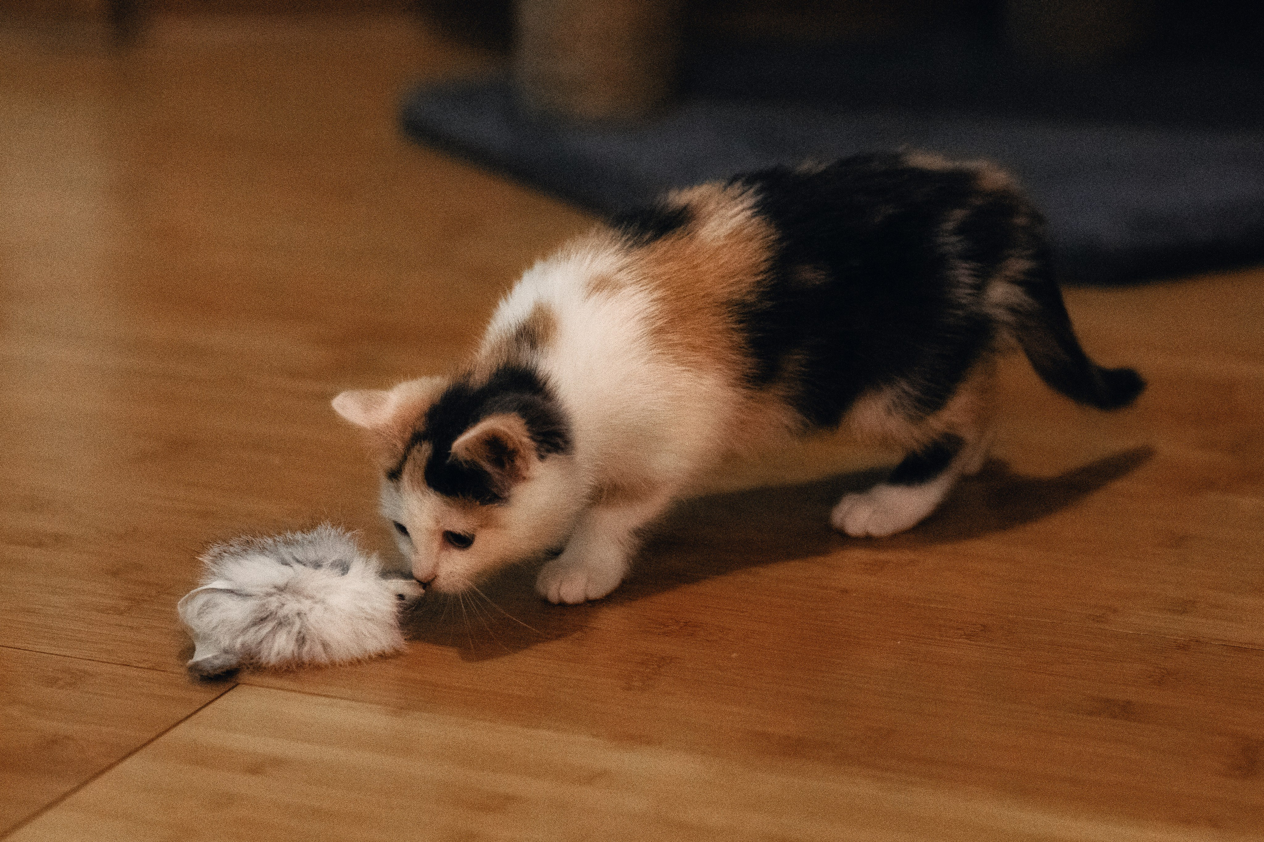 Котята в добрые руки. Арт фотограф в Минске Анастасия Корбут