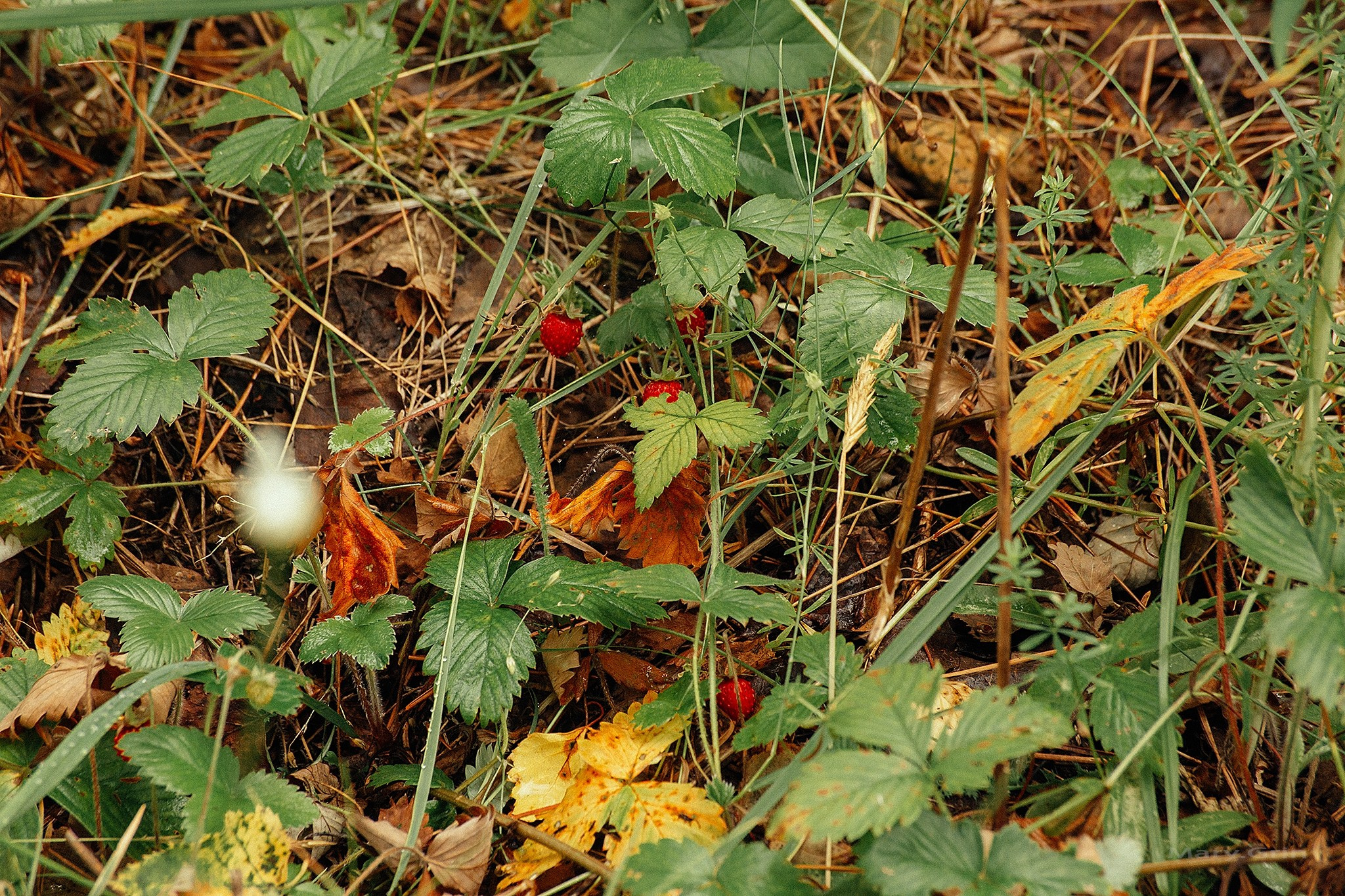 Русская деревня. Детский и семейный фотограф, фотограф мероприятий Нижний Новгород