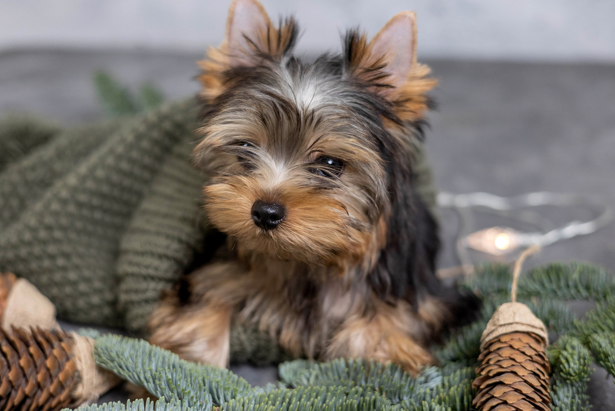 Йося. Главная