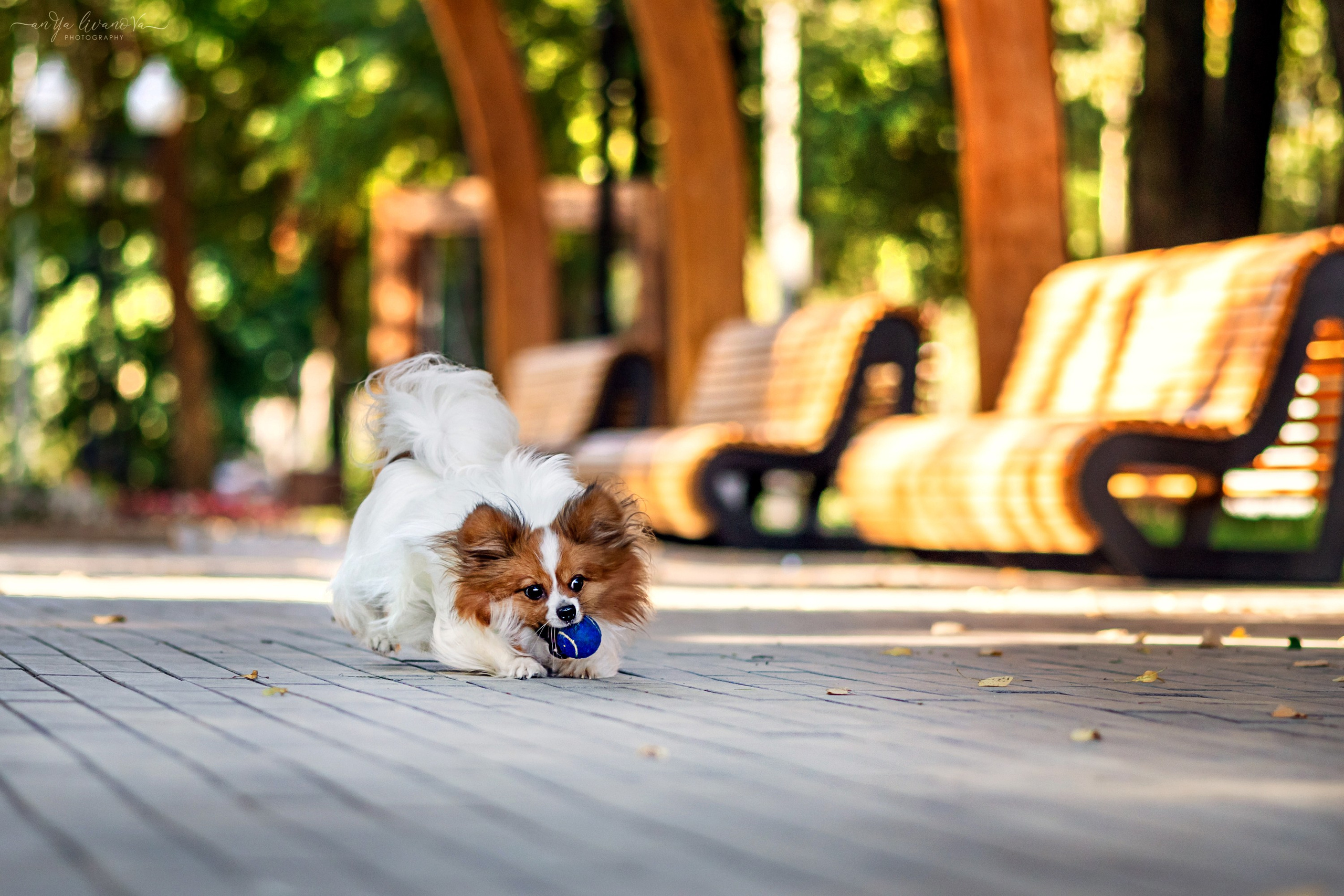 Царёчик 3 года. Фотограф анималист Аня Ливанова | Рыбинск