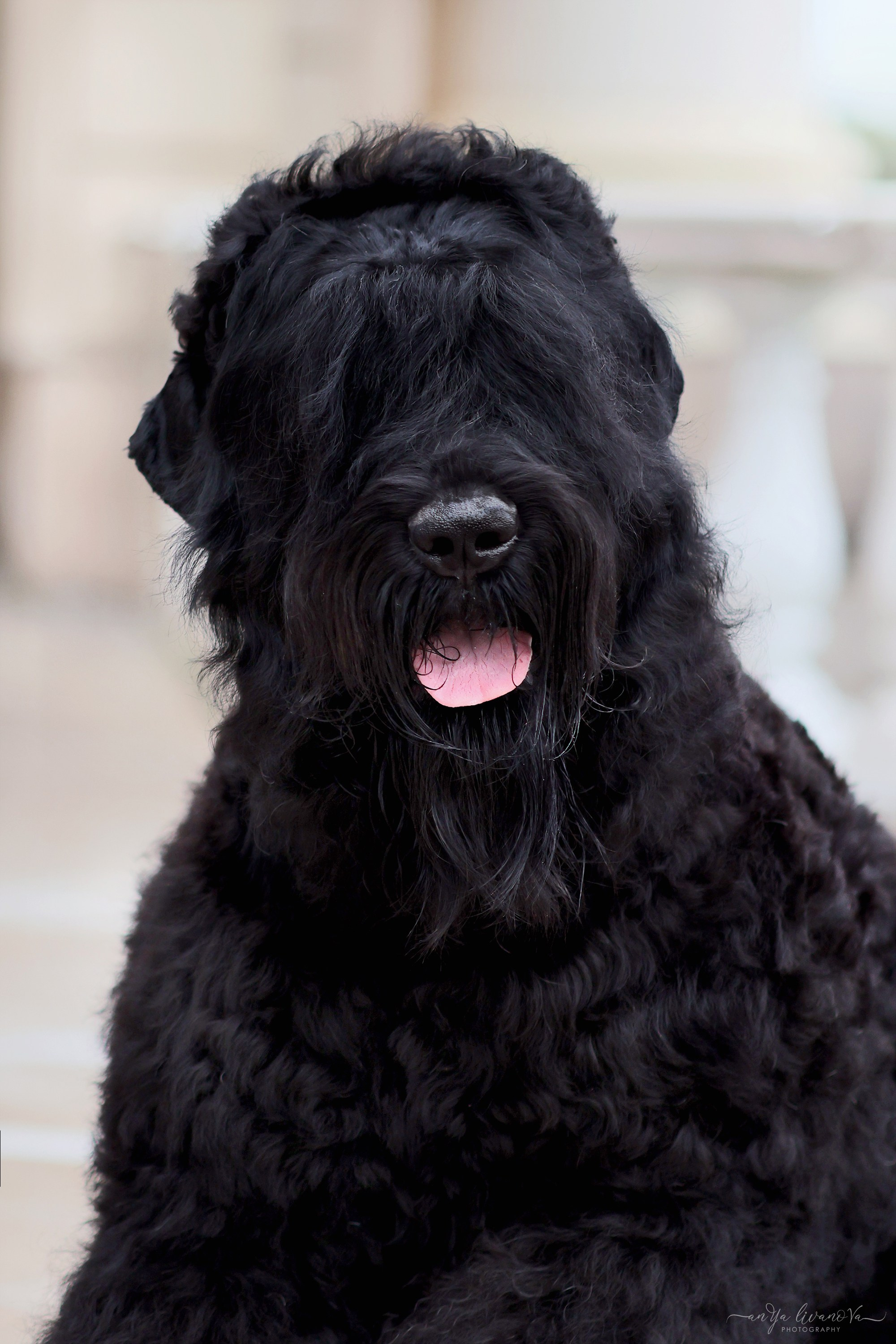 РЧТ. Фотограф анималист Аня Ливанова | Рыбинск