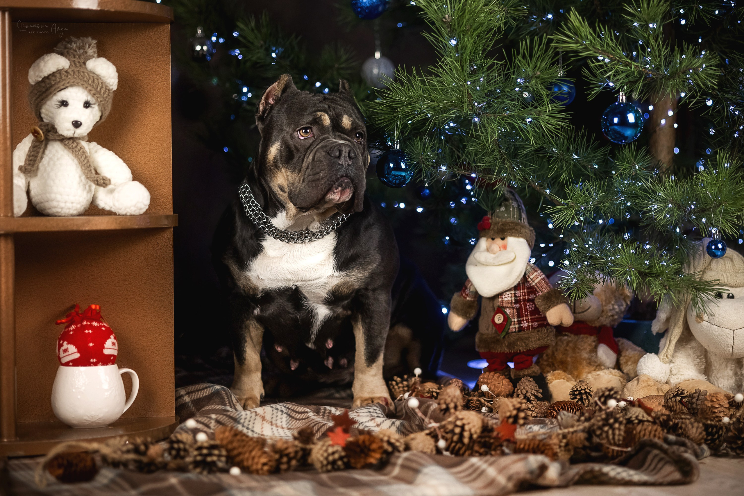 Фотодень_2 2025. Фотограф анималист Аня Ливанова | Рыбинск