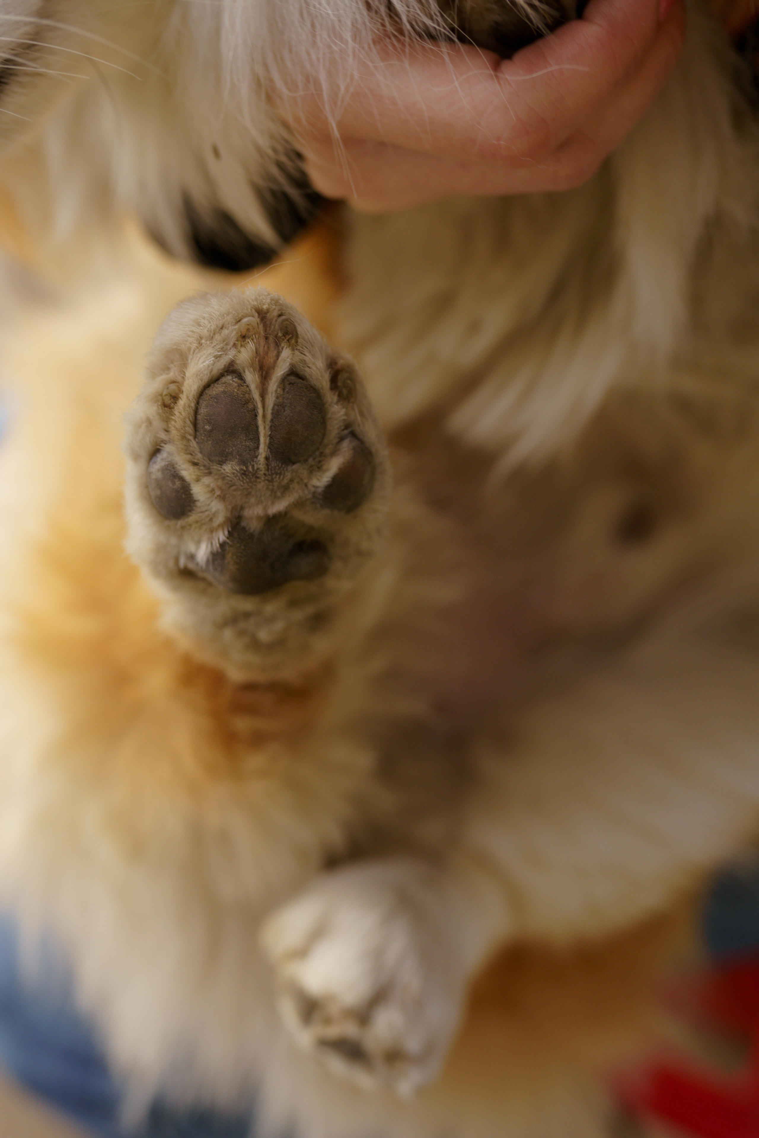 Катя, Арсений и Пух. Свадебный фотограф в Москве Анна Полушина