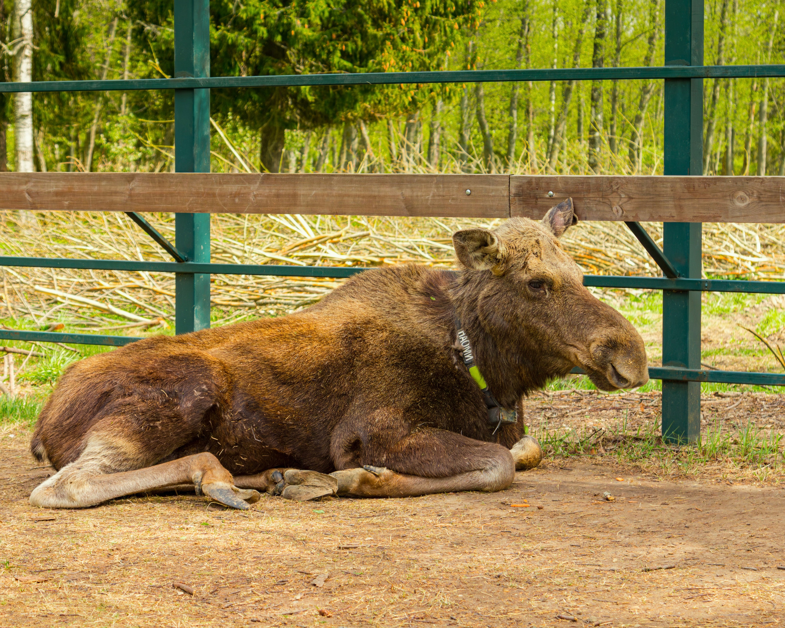 Лосеферма Сумароково. Фотограф Илья Варакин