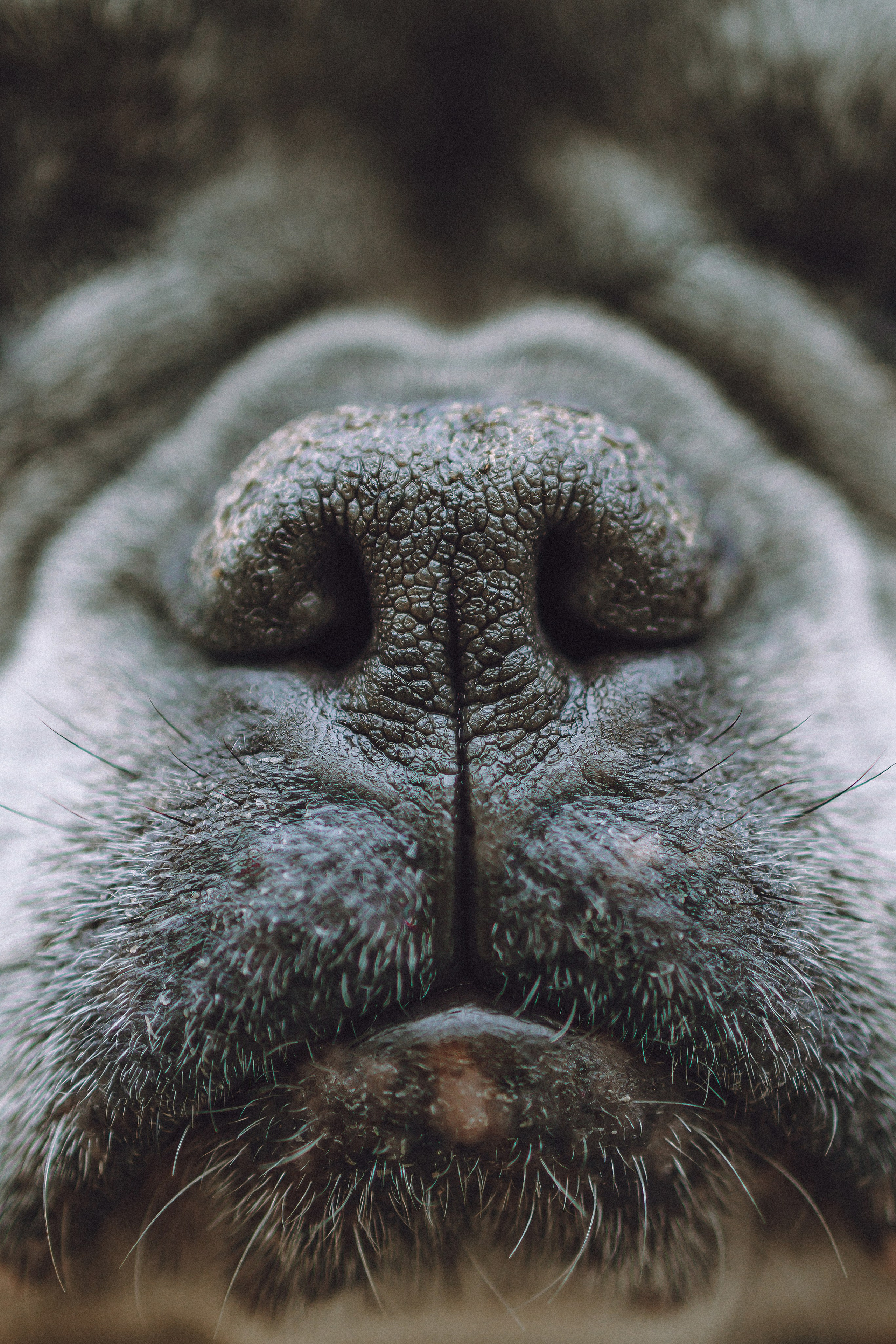 Юля, Вова и Моня