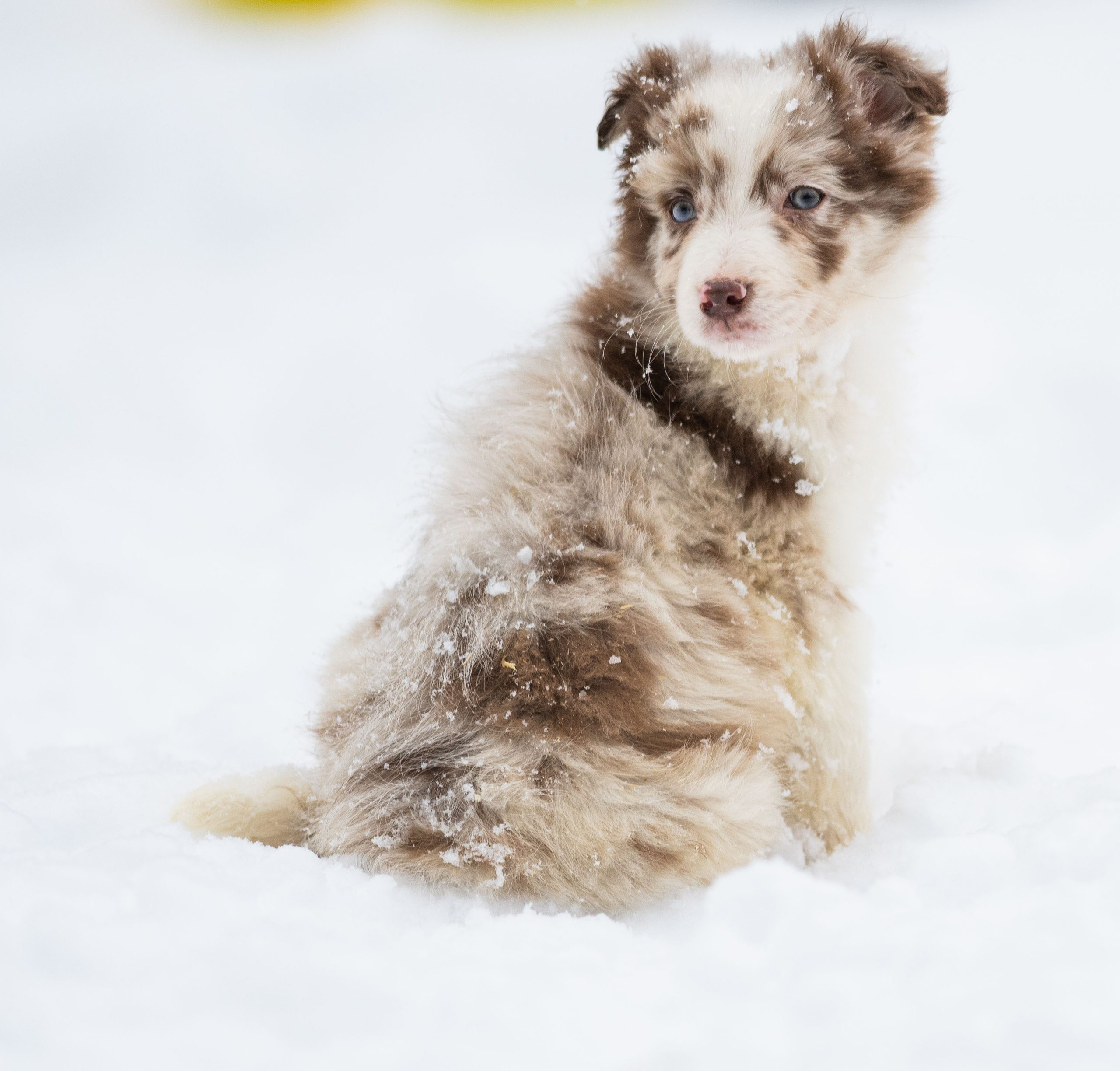Фритсвит. Семейный фотограф Ефремова Виктория