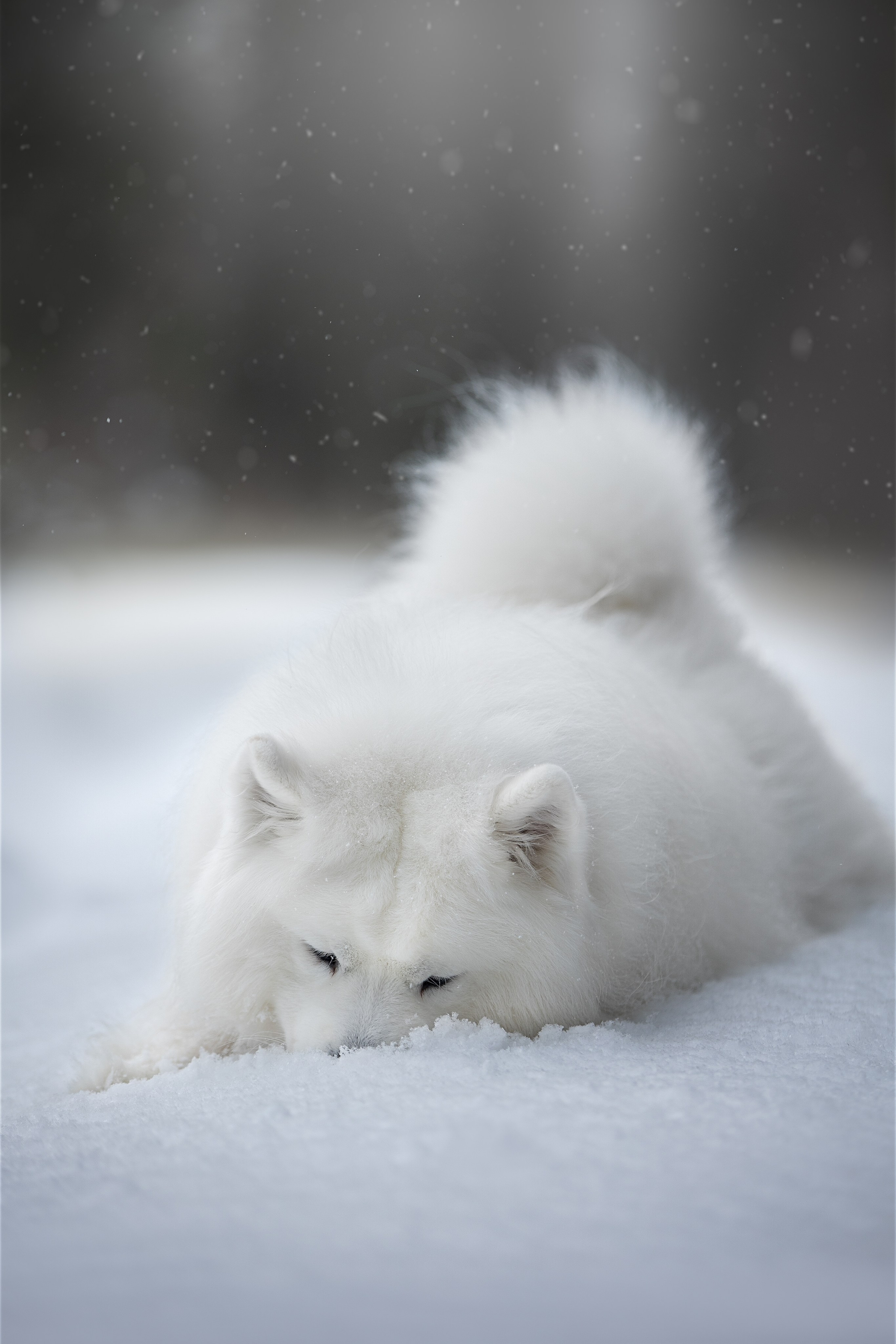 Самоедские мальчишки. Фотограф анималист в Москве Майорова Евгения