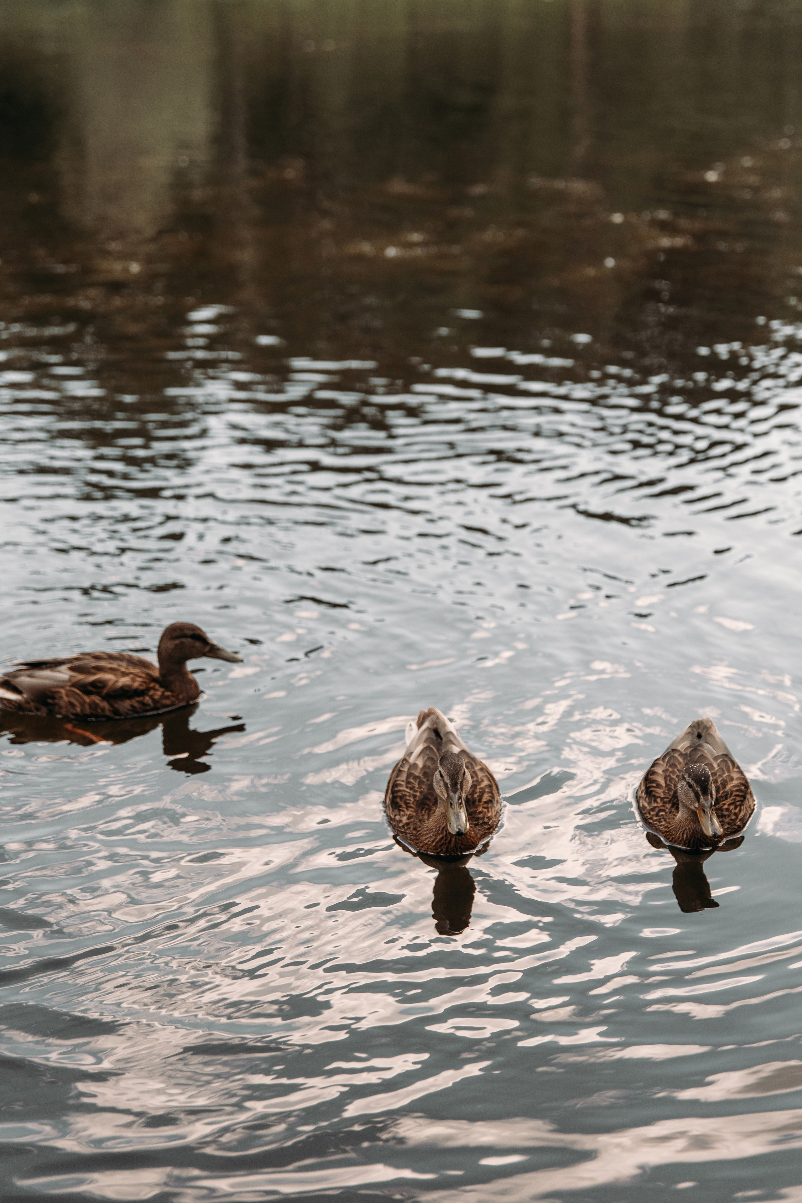 Айрат & Алина. Свадебный ФОТОГРАФ и ВИДЕОГРАФ Ульяновск