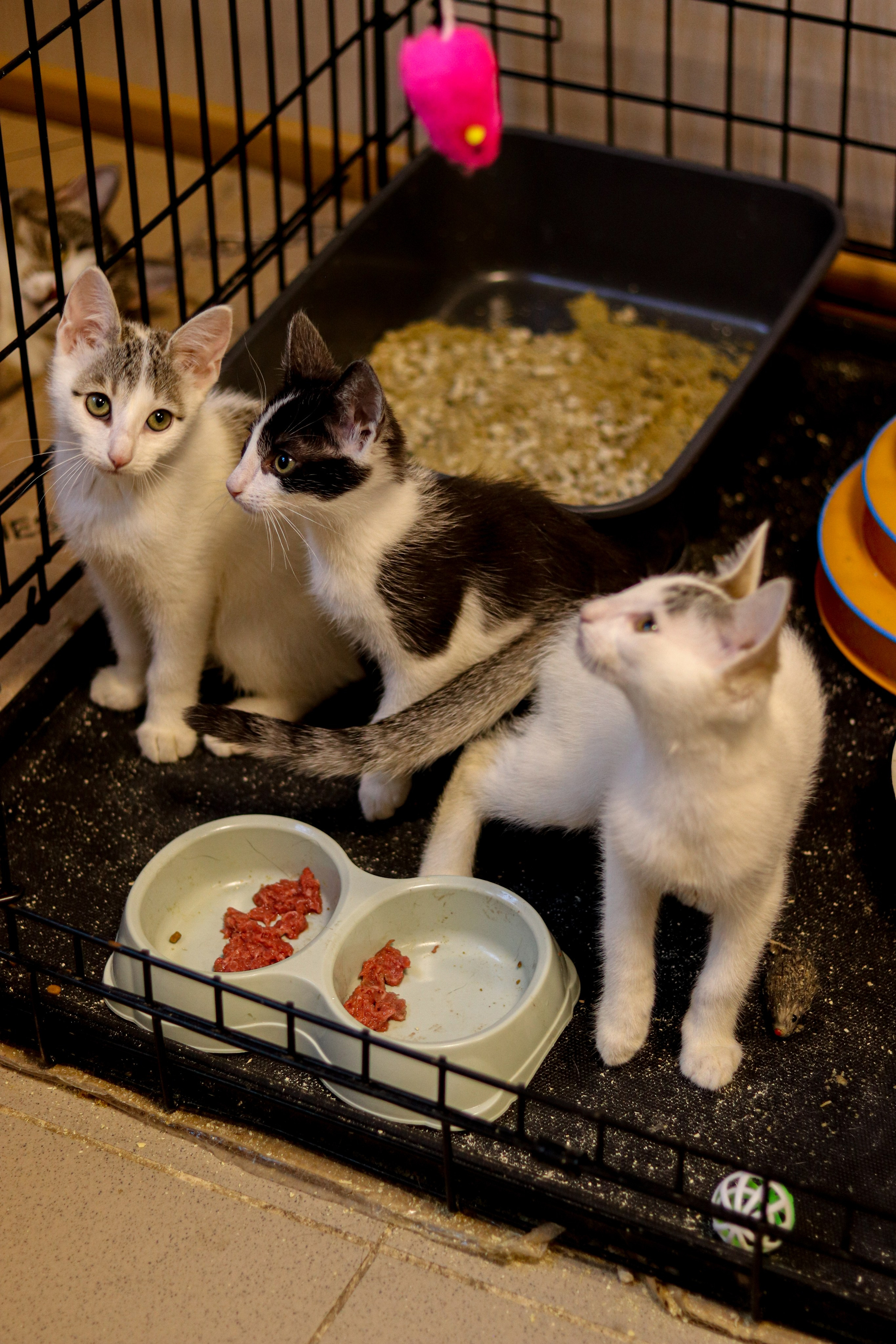 Петербургский дом кота (27 июня 2024). Ивентный фотограф в Санкт-Петербурге Олег Комков