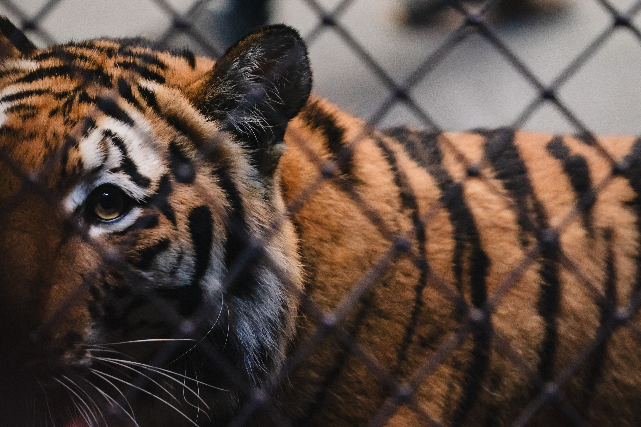 5 Континентов — Открытая репетиция. Воробьева Ксения — Спортивный и танцевальный фотограф Новосибирск