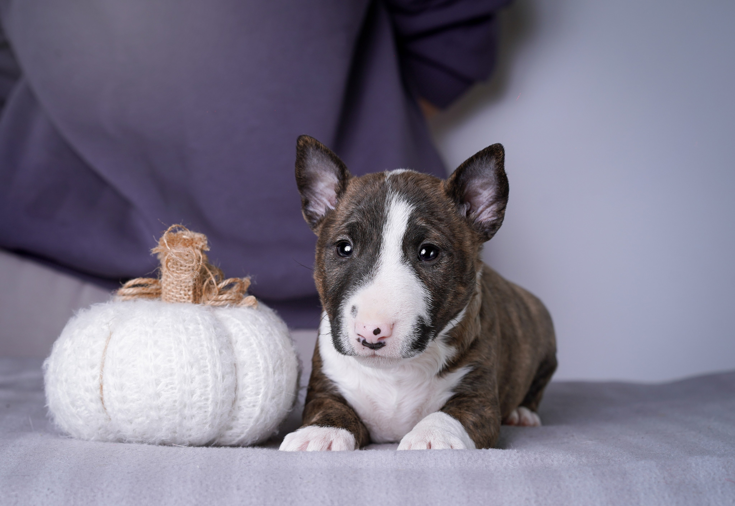 Щенки минибуля. Фотограф-анималист в Санкт-Петербурге Яна Мартынова