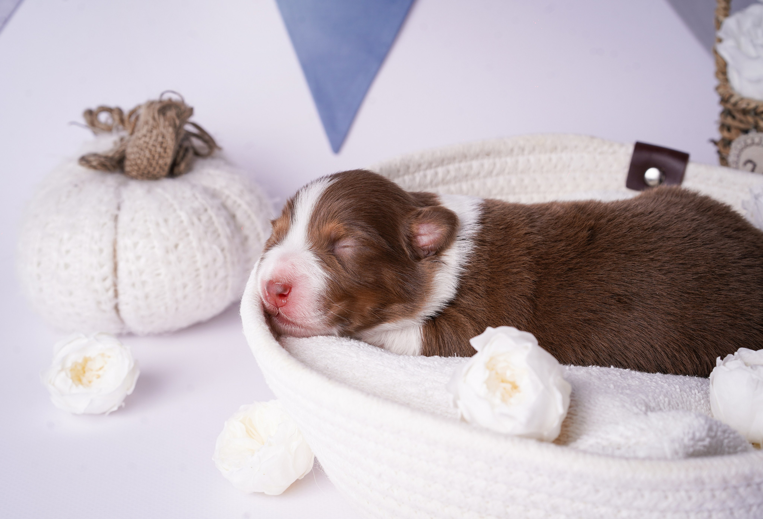Щенки австралийской овчарки. Фотограф-анималист в Санкт-Петербурге Яна Мартынова