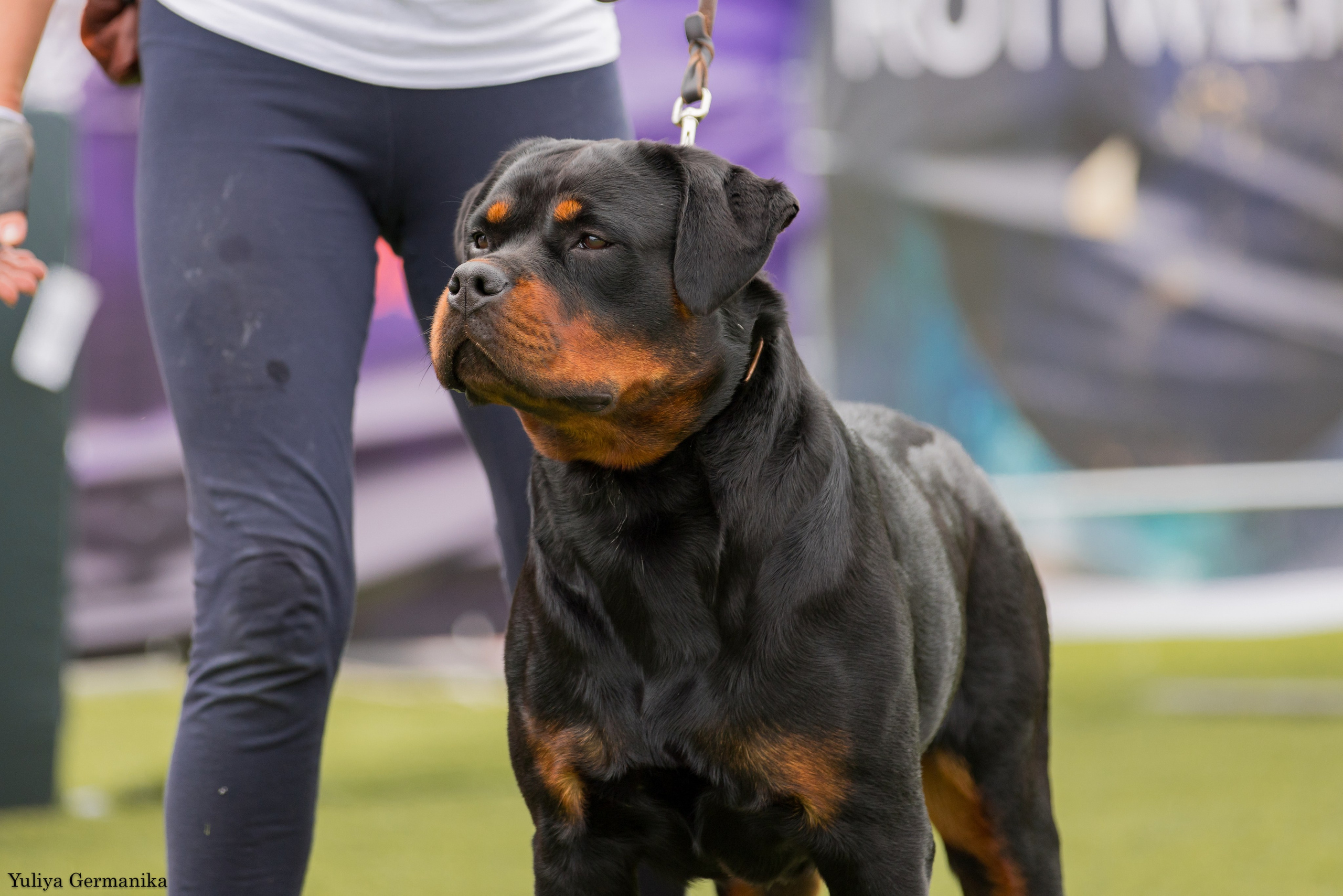 Анапа 16-17.09.2023 моно ротвейлеров. Фотограф-анималист Юлия Германика