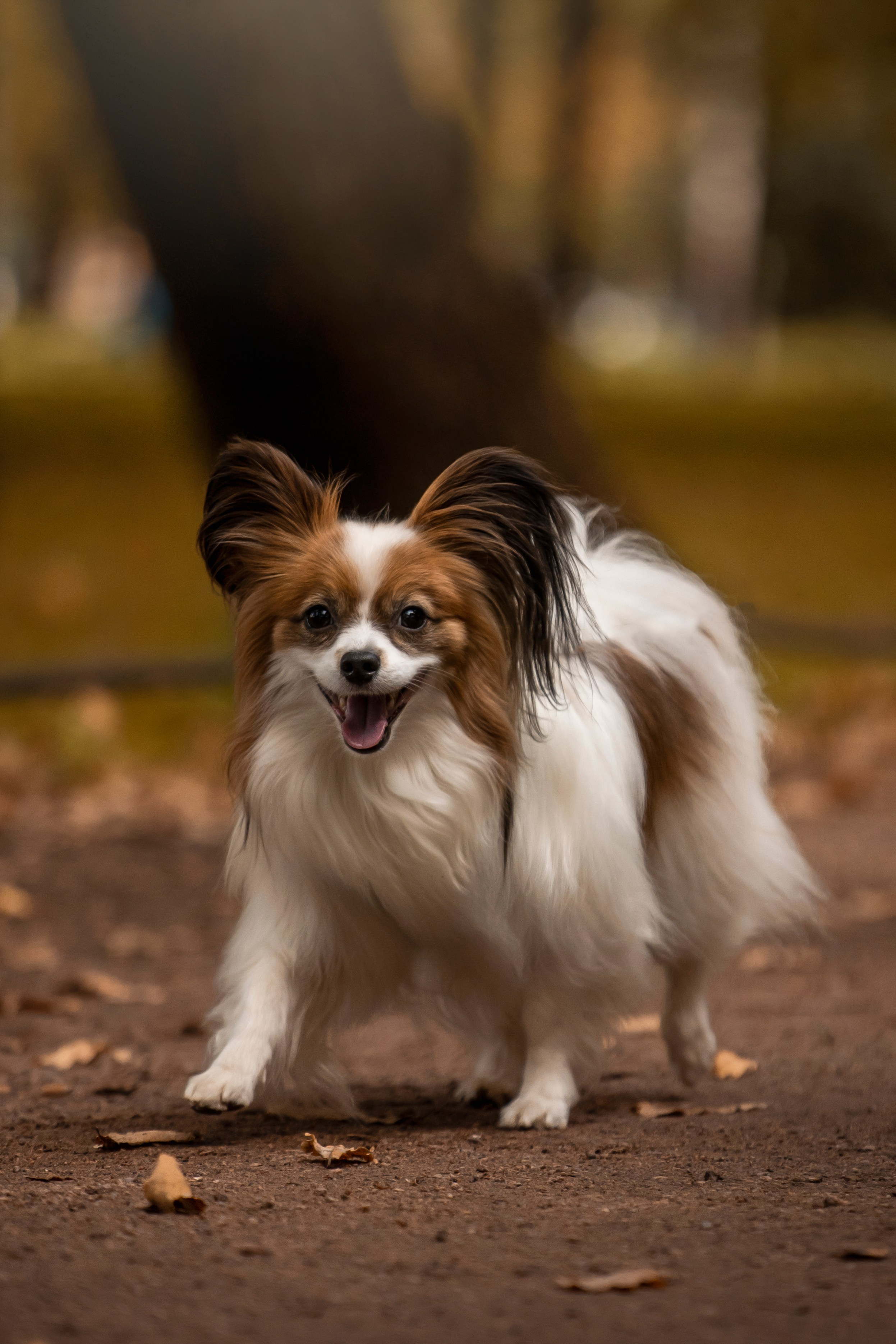 Ваня и его семья. Фотограф — Анималист | Санкт-Петербург