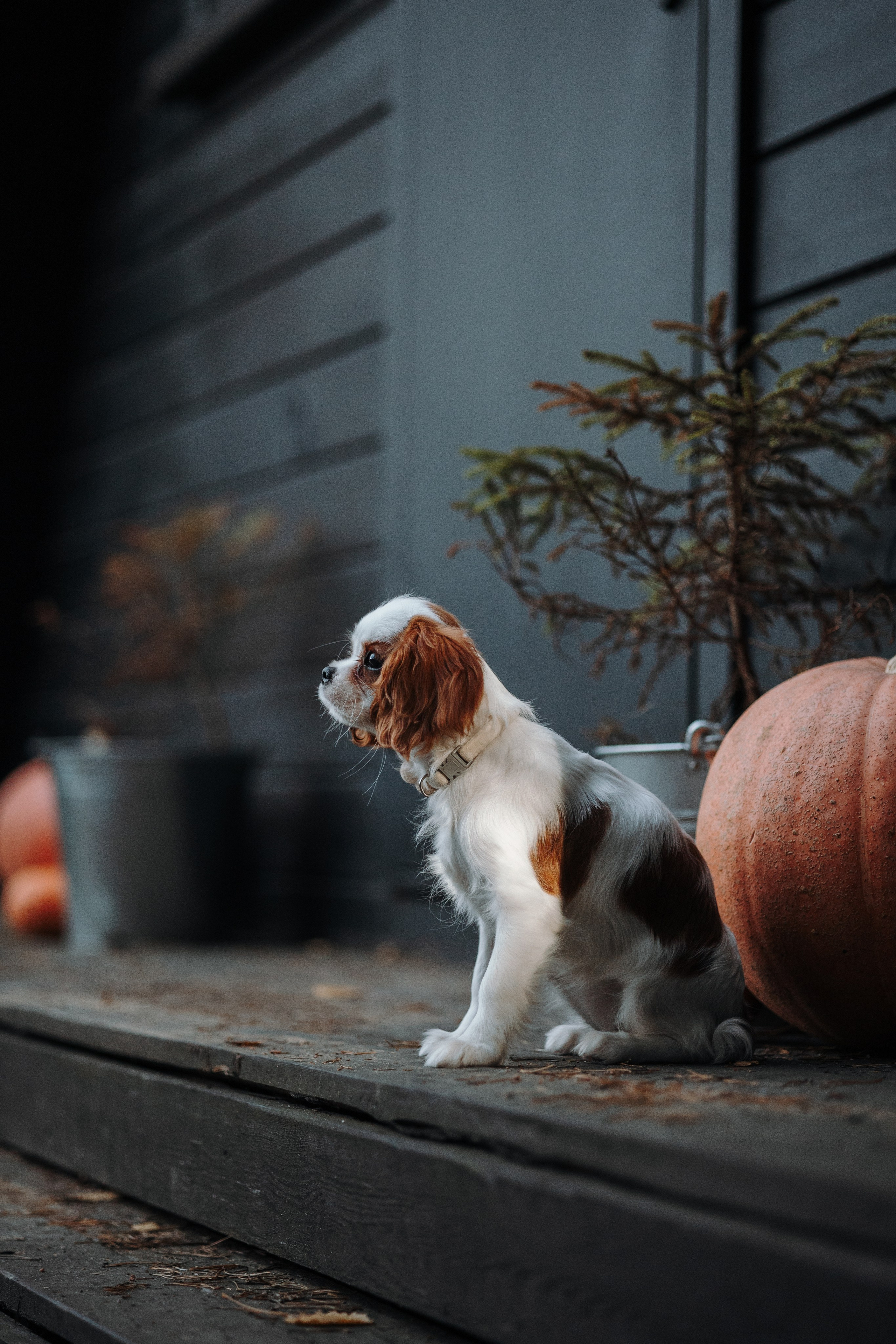 Семейная история. Фотограф — Анималист | Санкт-Петербург