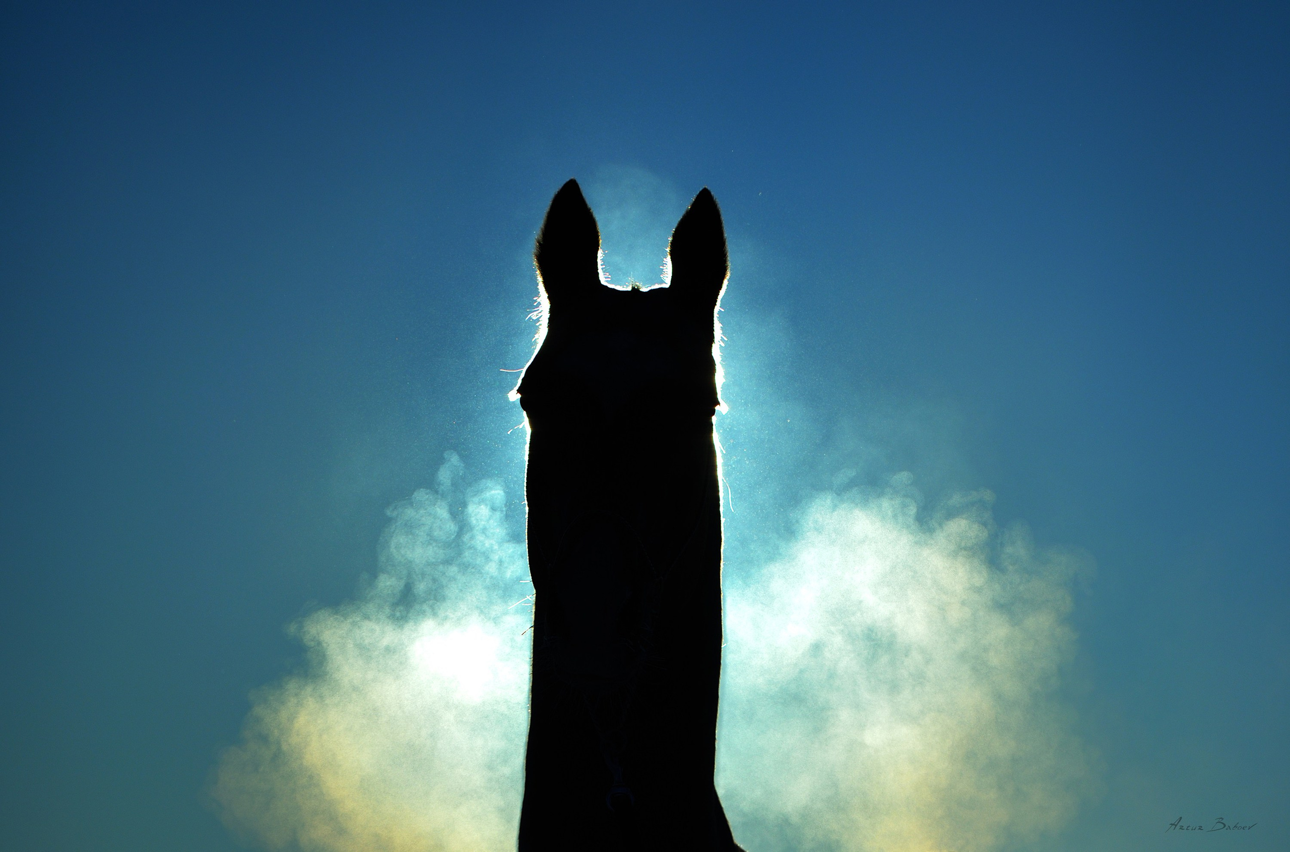 Gallery. Art photos of horses — ARTUR BABOEV | Photographer