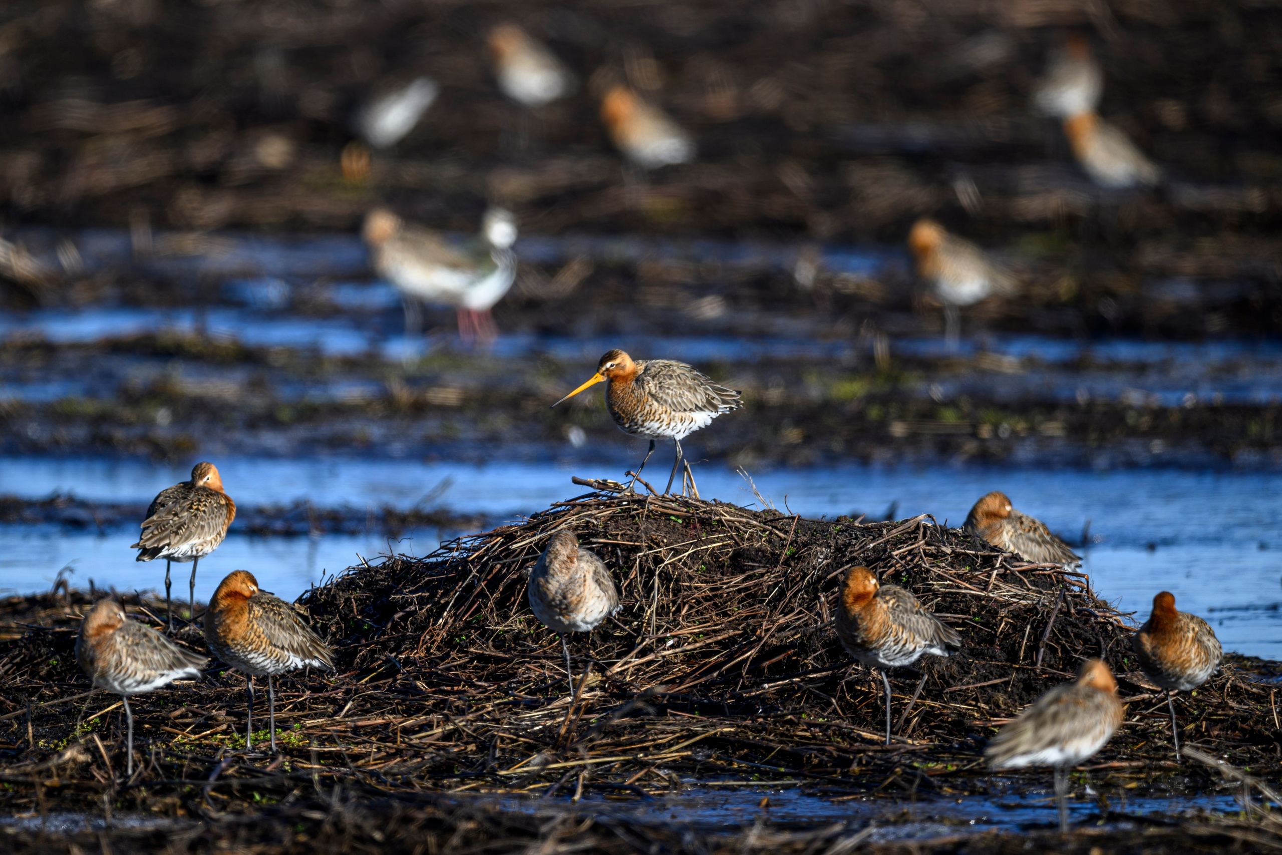 Большой веретенник. Фотограф Сергей Пупонин
