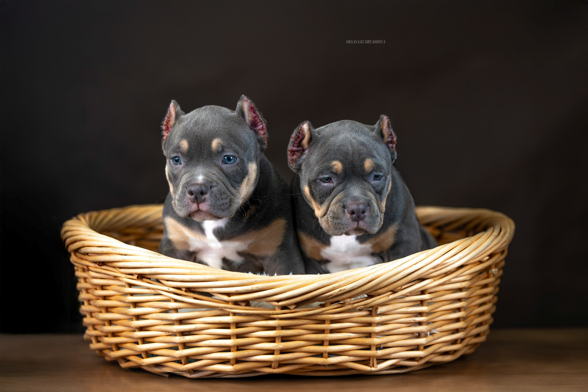 Американский булли!. Фотограф 📸 анималист, предметный, репортажный