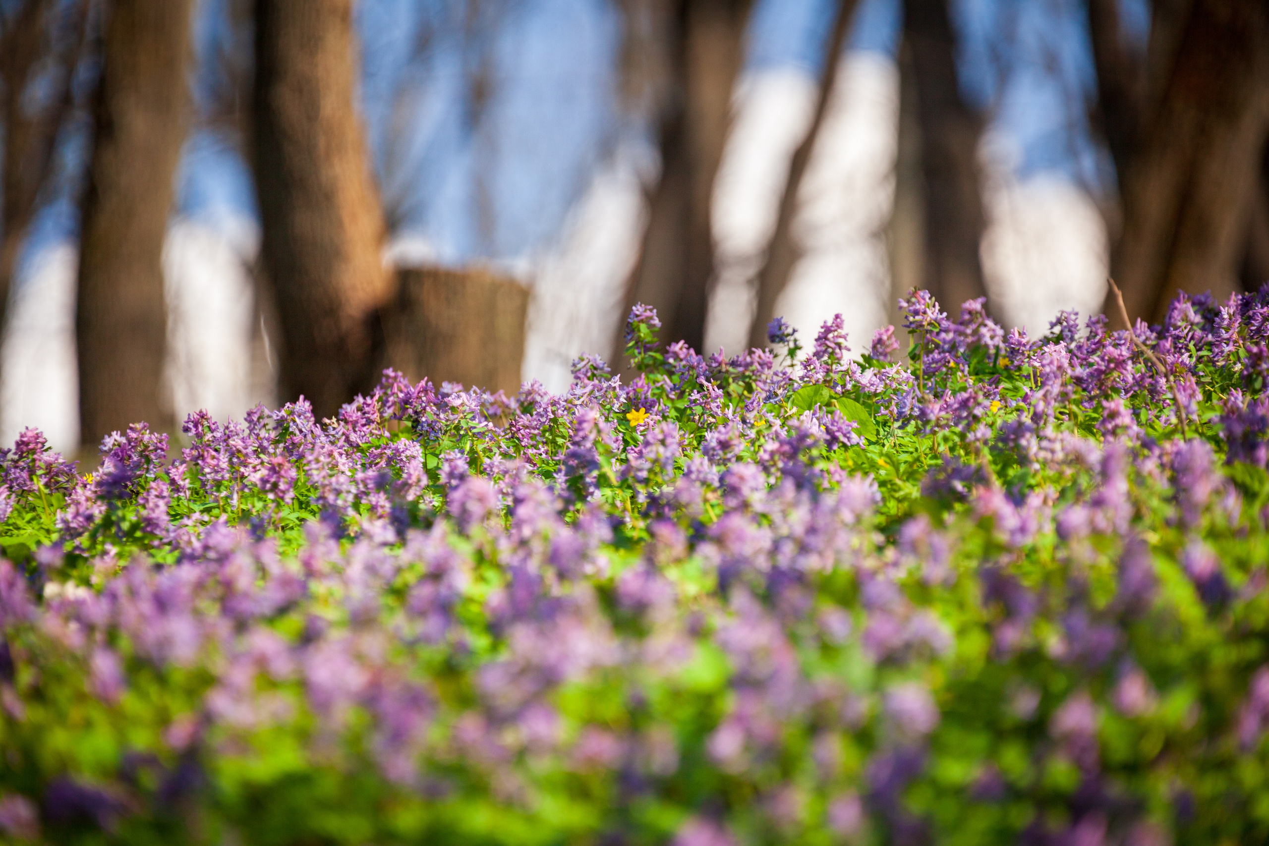 Весеннее настроение. Фотохудожник Артём Парамонов