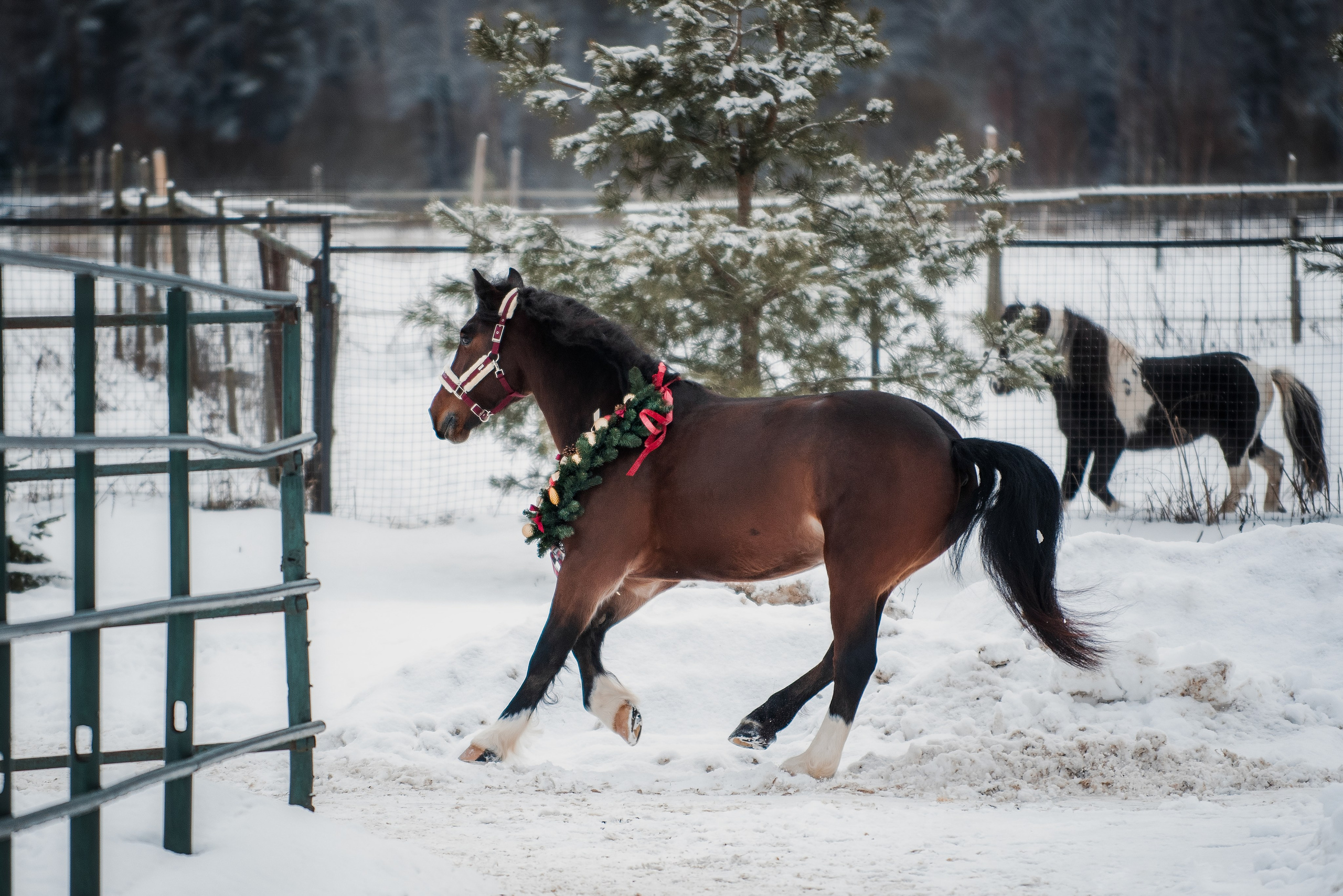Зимний Настасьин табун. Куракина Дарья • Конный фотограф