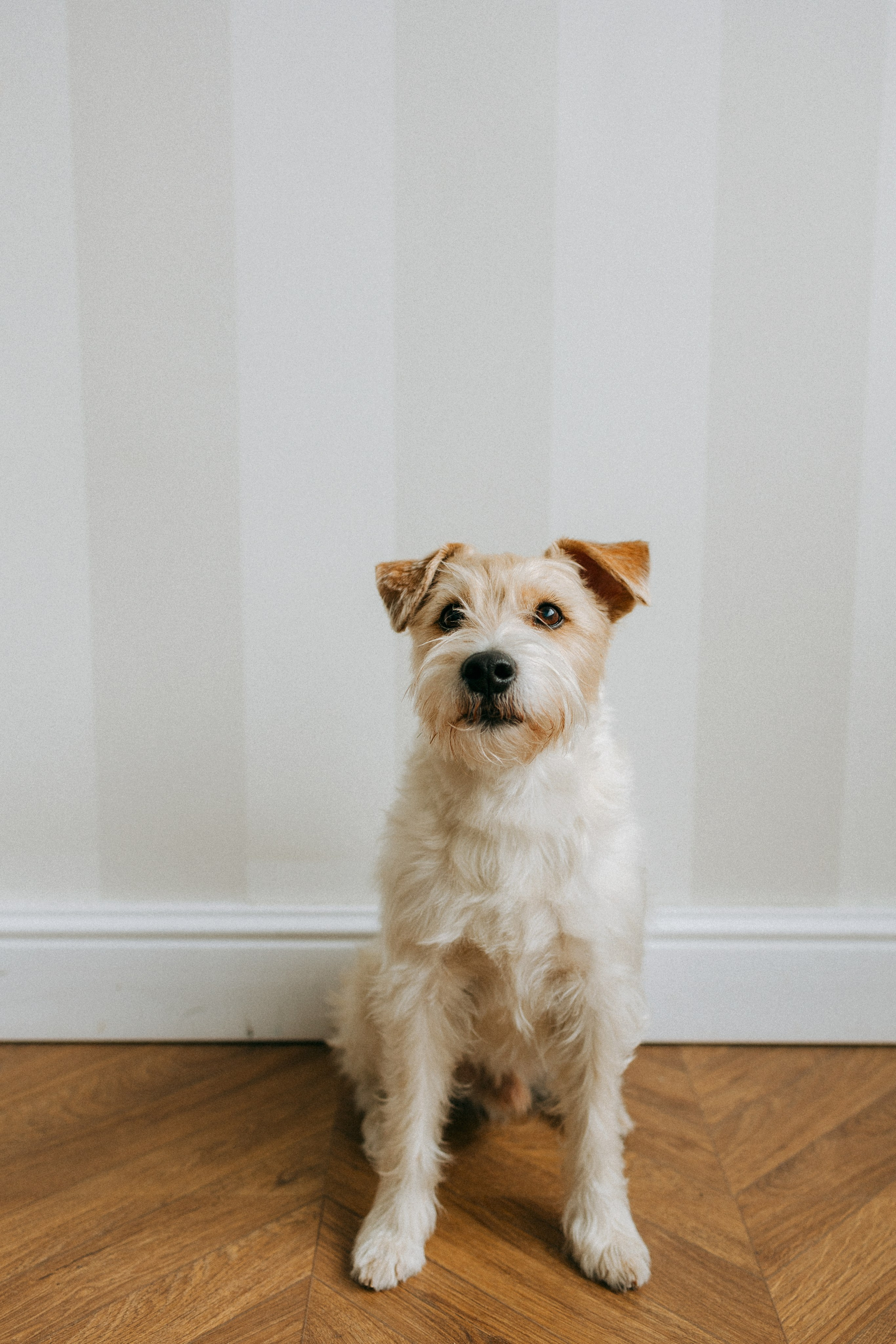 Цунами, Теон и Женя. Фотограф анималист Анастасия Пикей