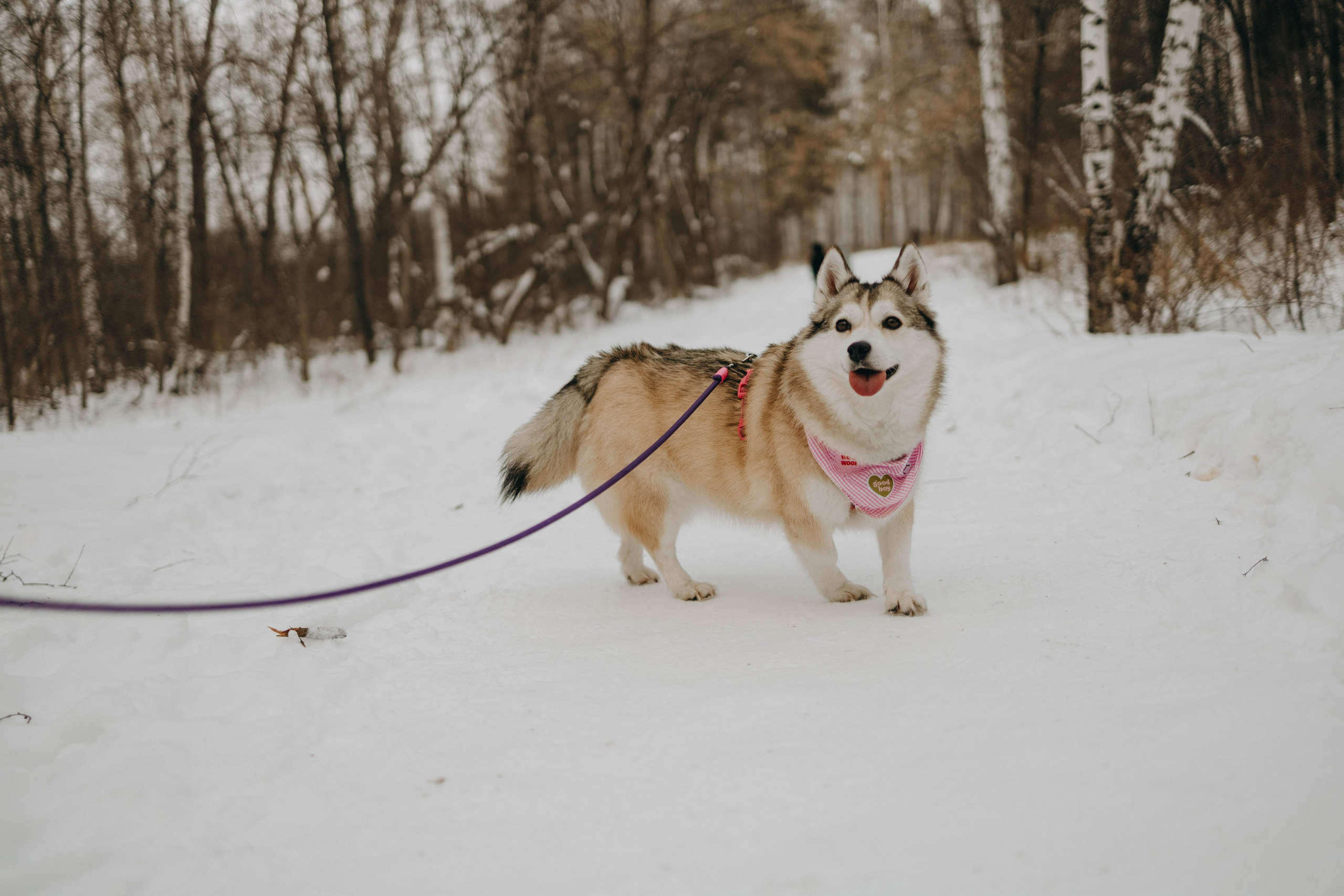 Варвара и Шелби. Фотограф-анималист в Екатеринбурге | Кристина