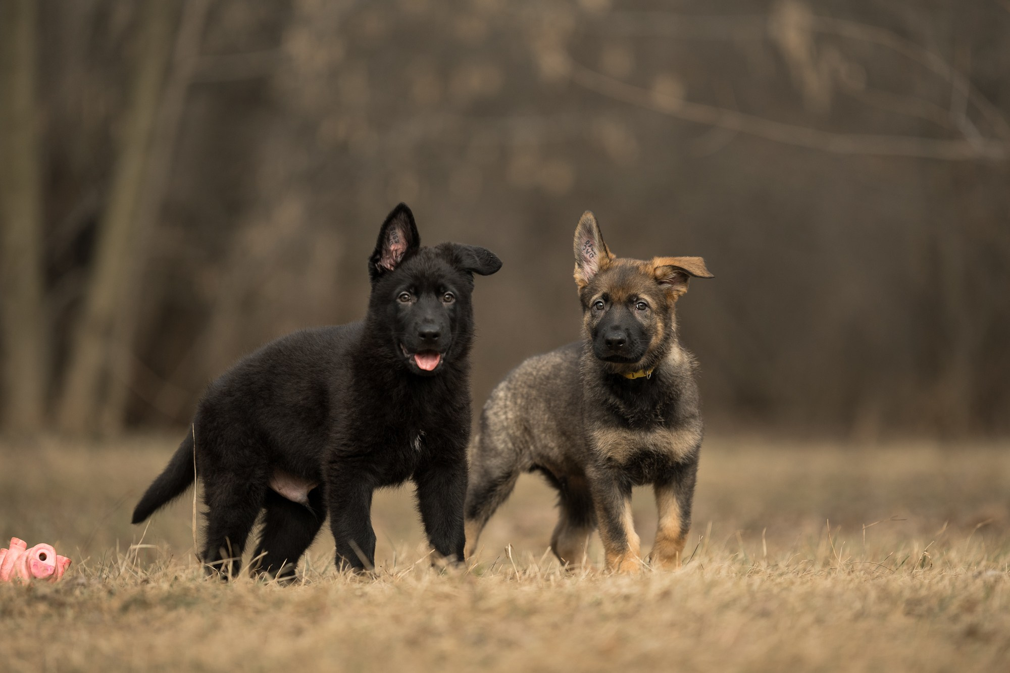 Щенки. Фотограф — анималист Тигунова Мария г. Москва