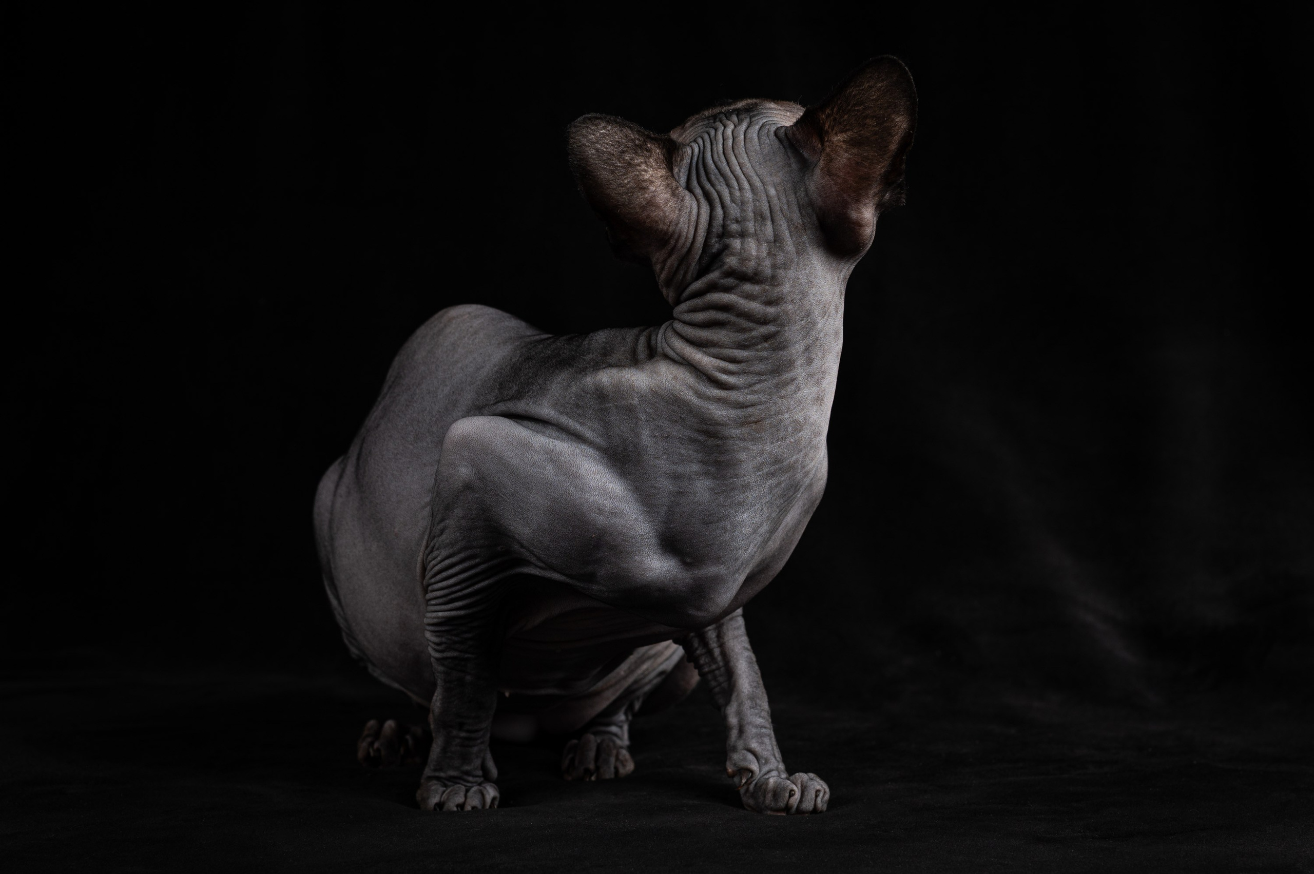 Клёпа | сфинкс. Alexandrovna photography
