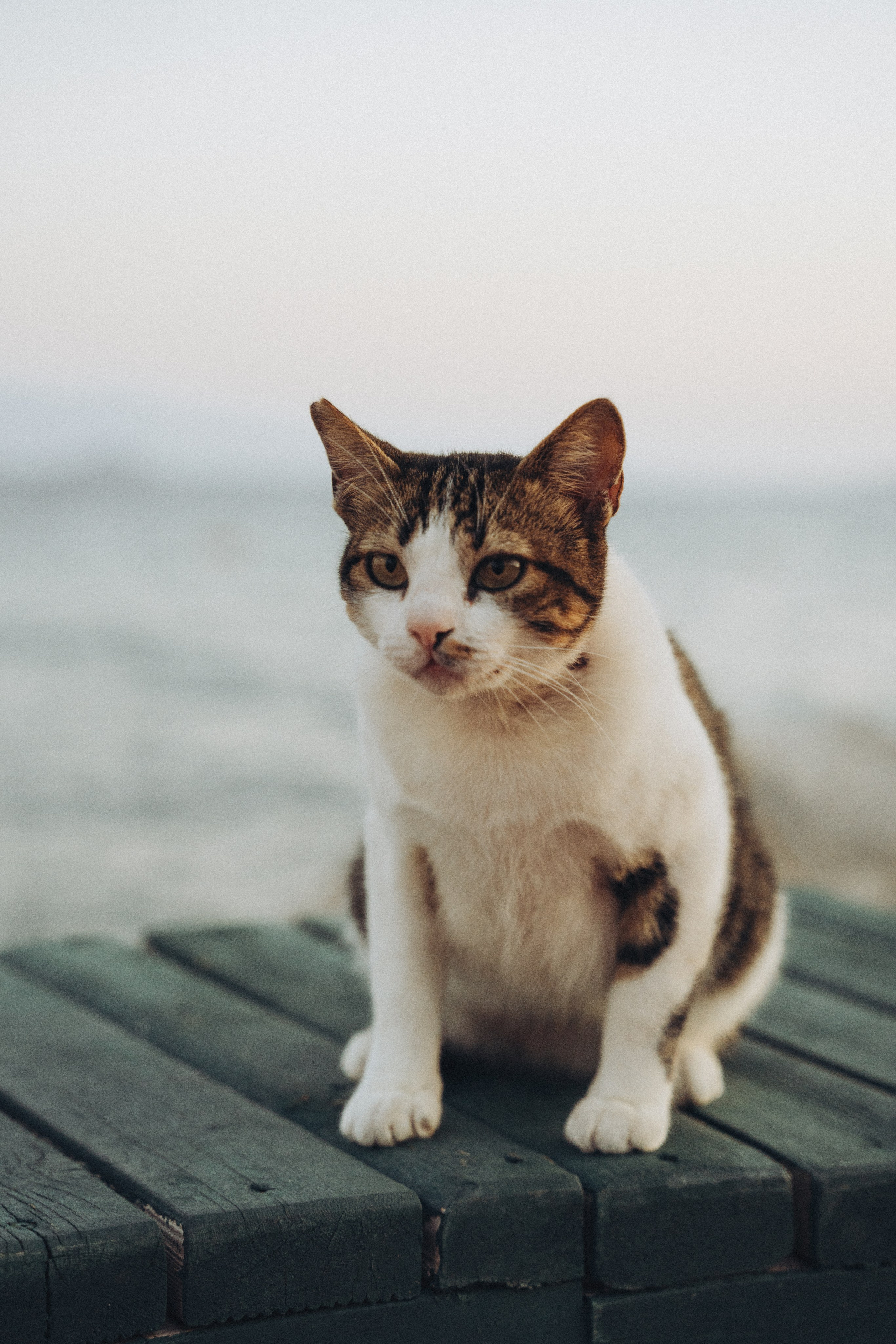 Victoryia. Фотограф Санкт-Петербург/Гомель Виктория Петрова