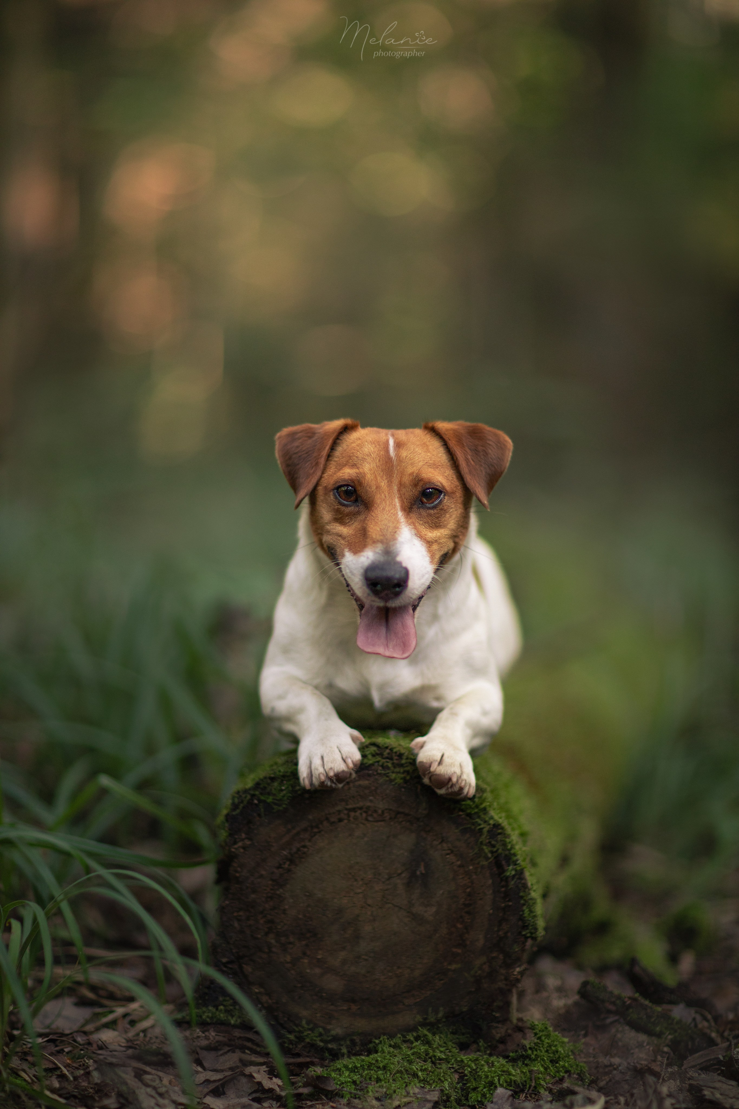 Съемки питомца. Фотограф-анималист в Москве Дорн Мелани