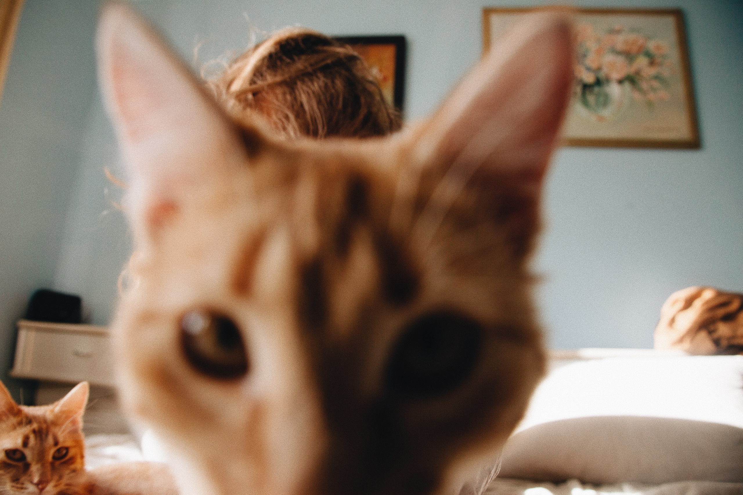 Катя, Булочка и Пирожок дома. Фотограф анималист Кристина Карпова, Москва