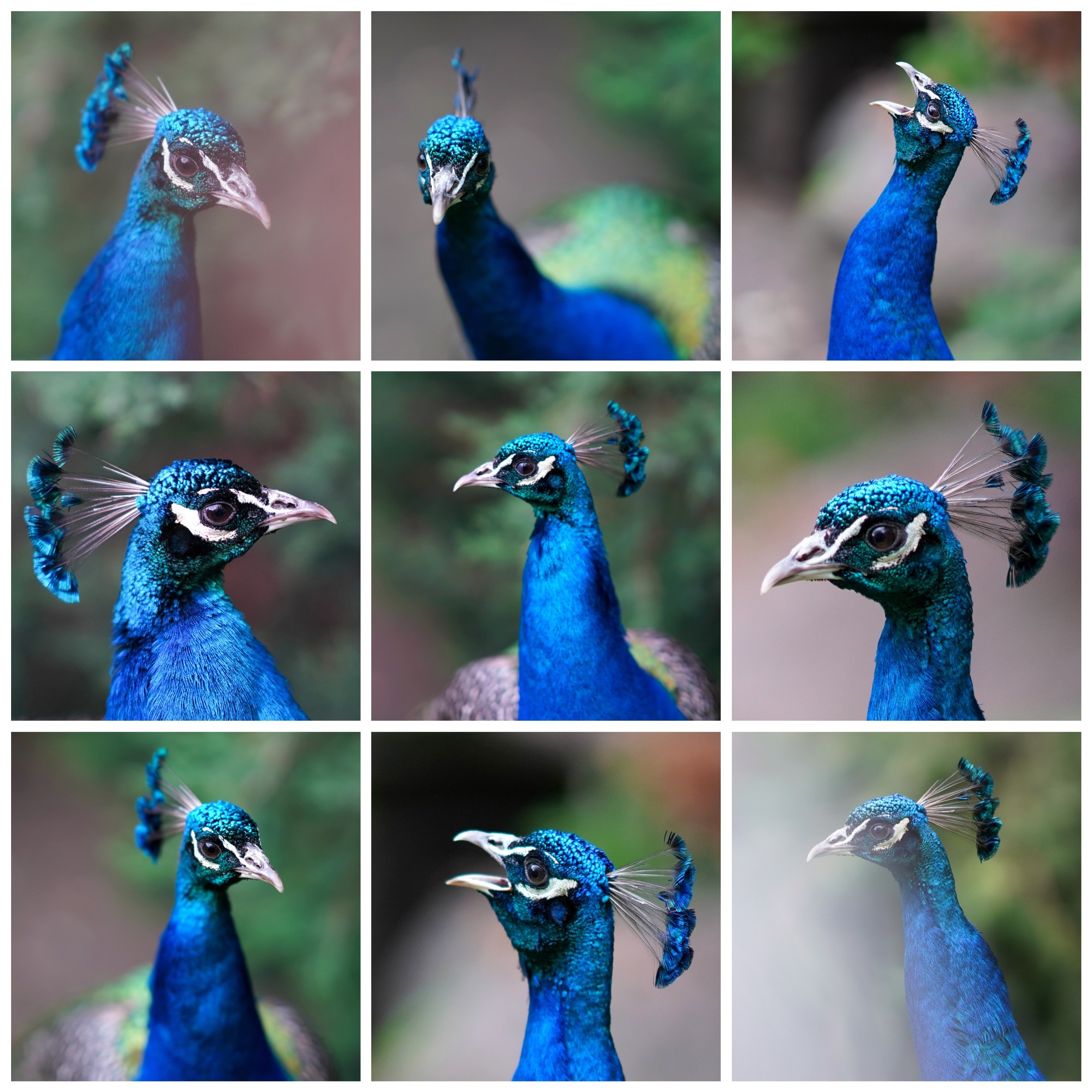 Животный мир📸. Фотограф Москва и Сергиев Посад Ирина Ермакова