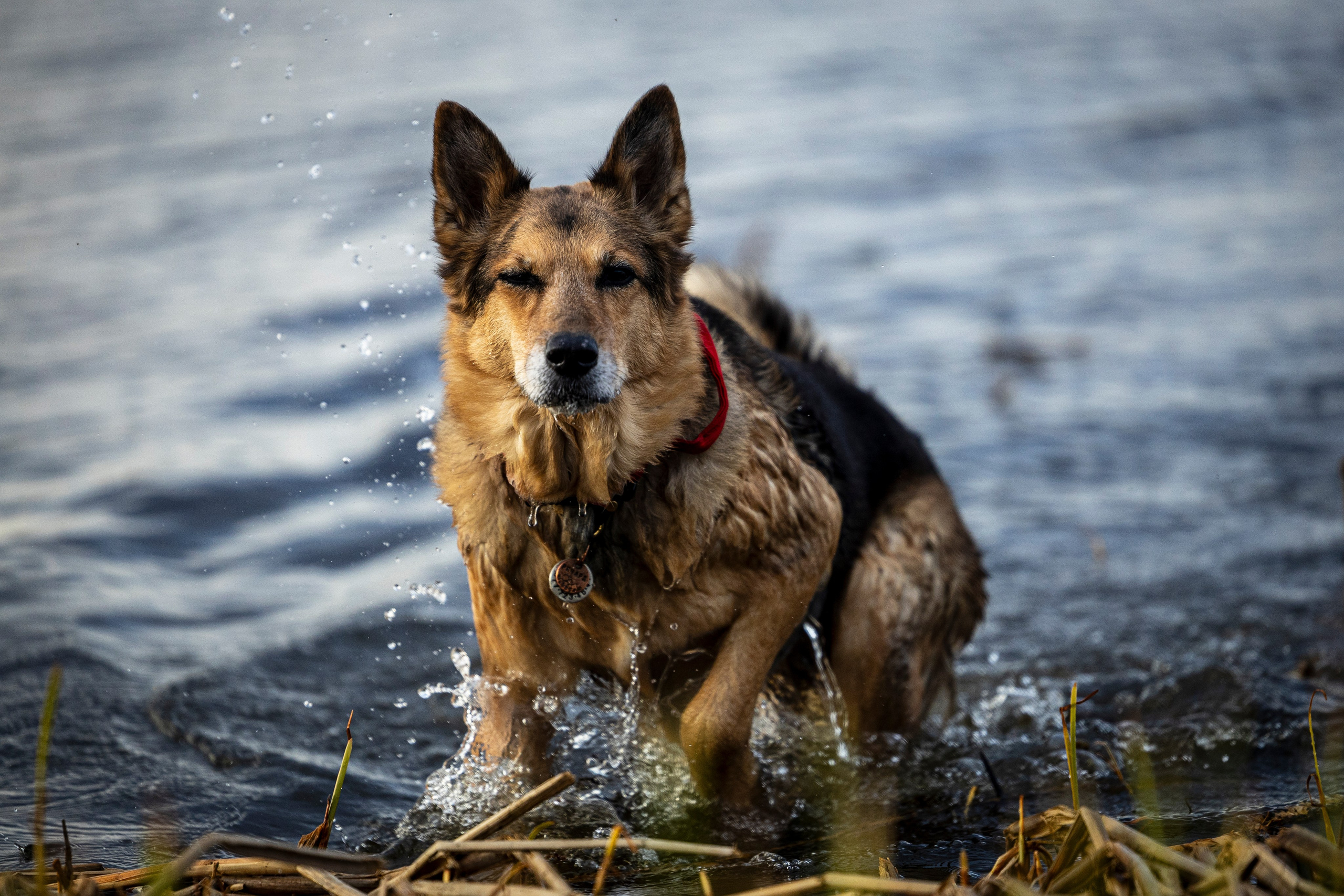 Ричард залив. Фотограф-анималист Анна Маринич