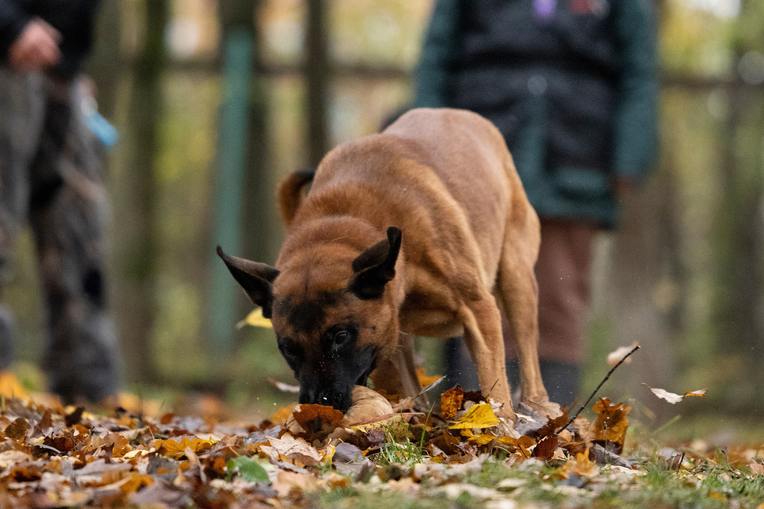 Соревнования по Мондьорингу г. Вологда. Фотограф-анималист Анна Маринич