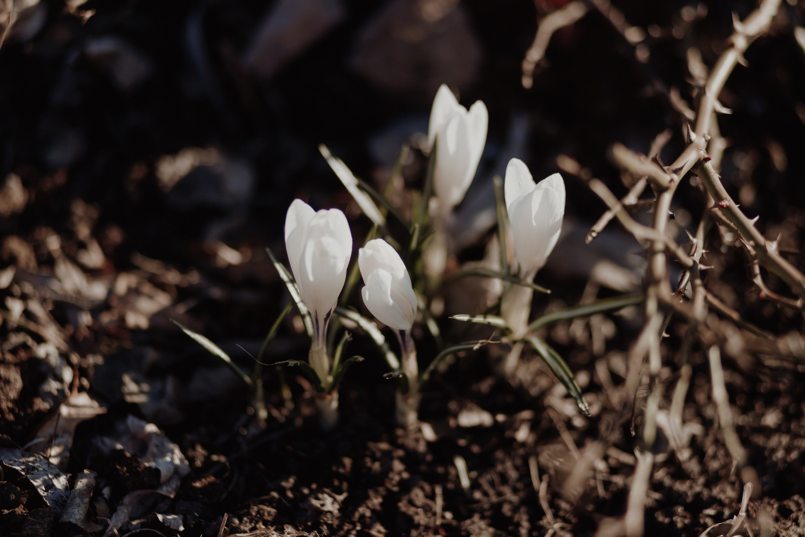 АКИМ И НАСТЯ. Семейный и свадебный фотограф в Петербурге Евгения и Николай Шевчук