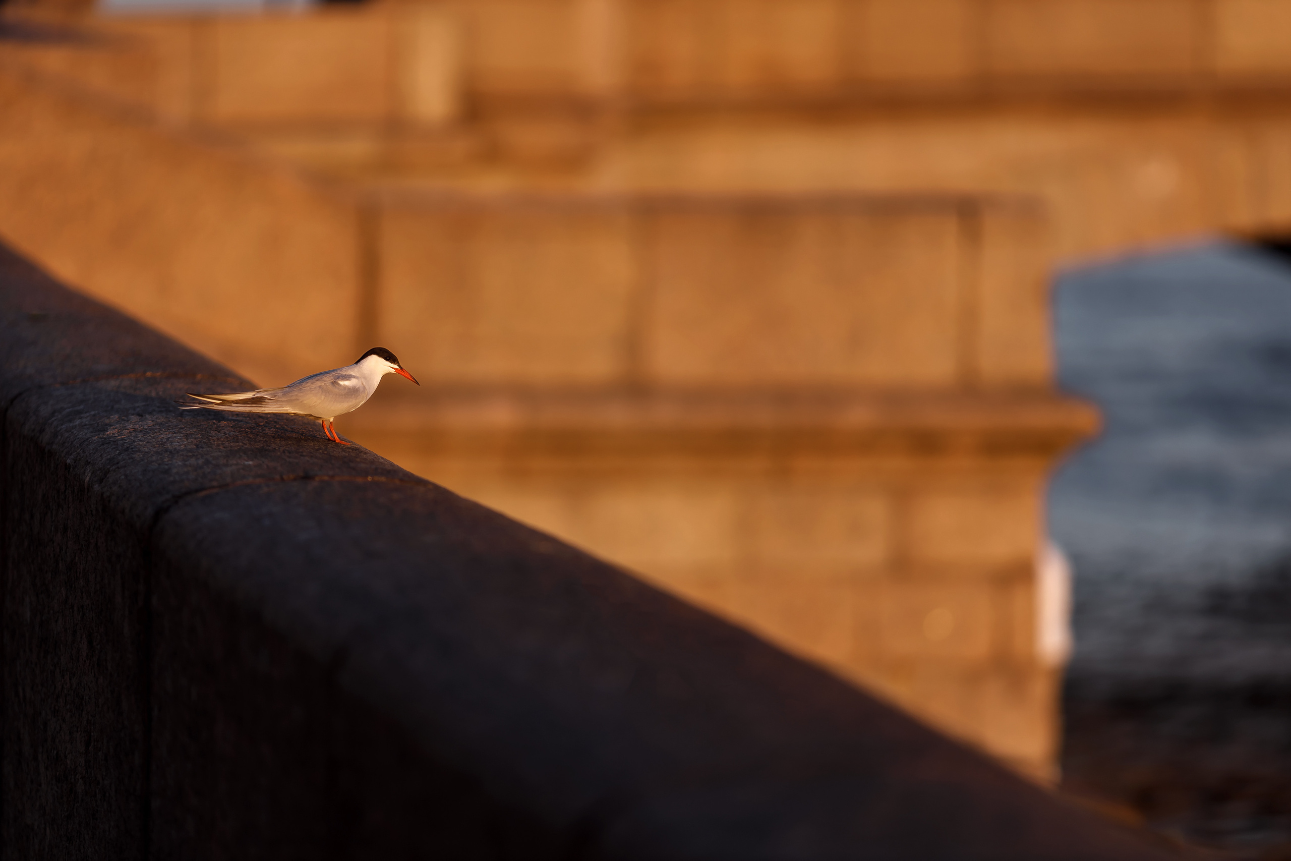 АНДРЕЙ И ЛЕРА. Семейный и свадебный фотограф в Петербурге Евгения и Николай Шевчук