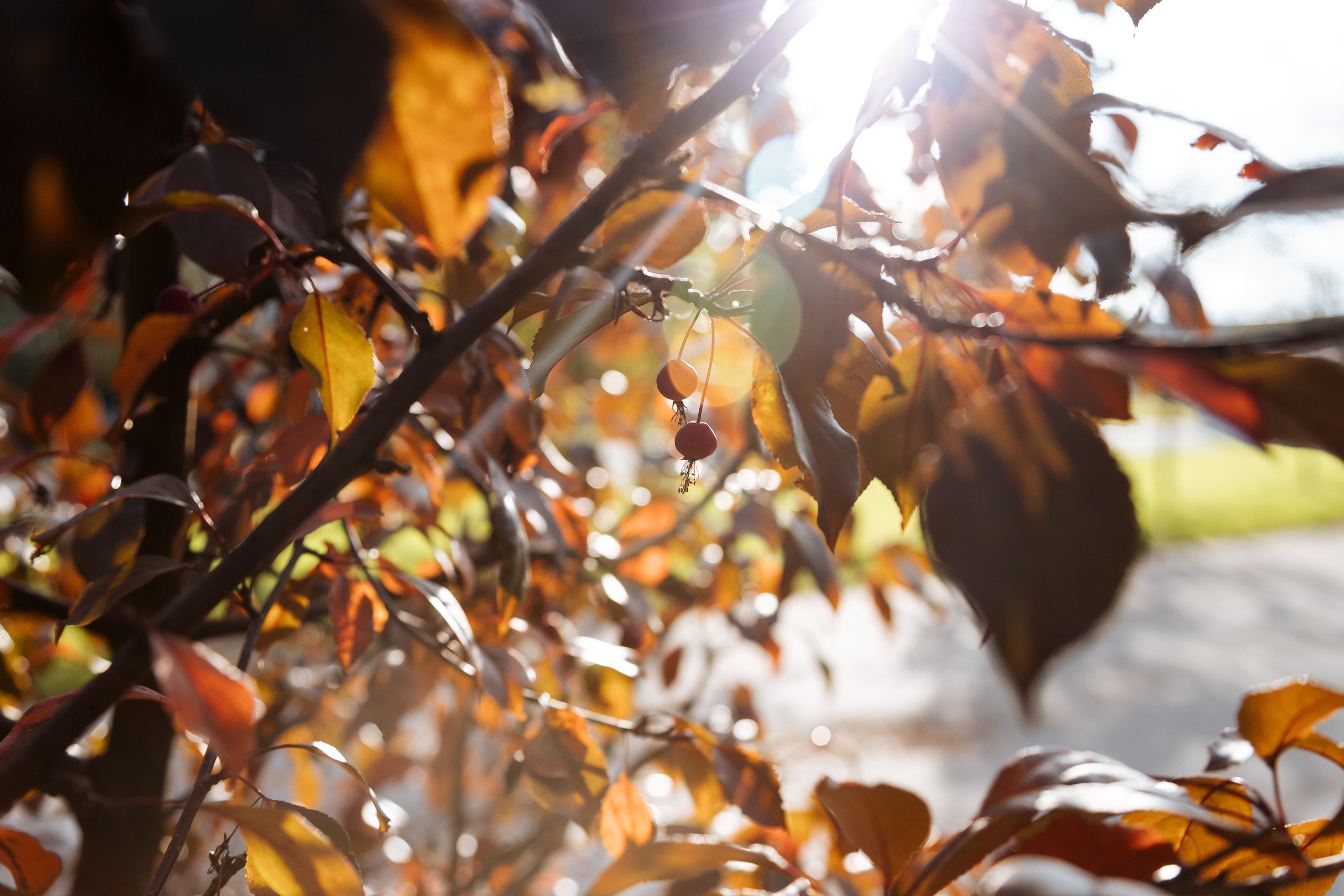 ЮЛЯ. Семейный и свадебный фотограф в Петербурге Евгения и Николай Шевчук