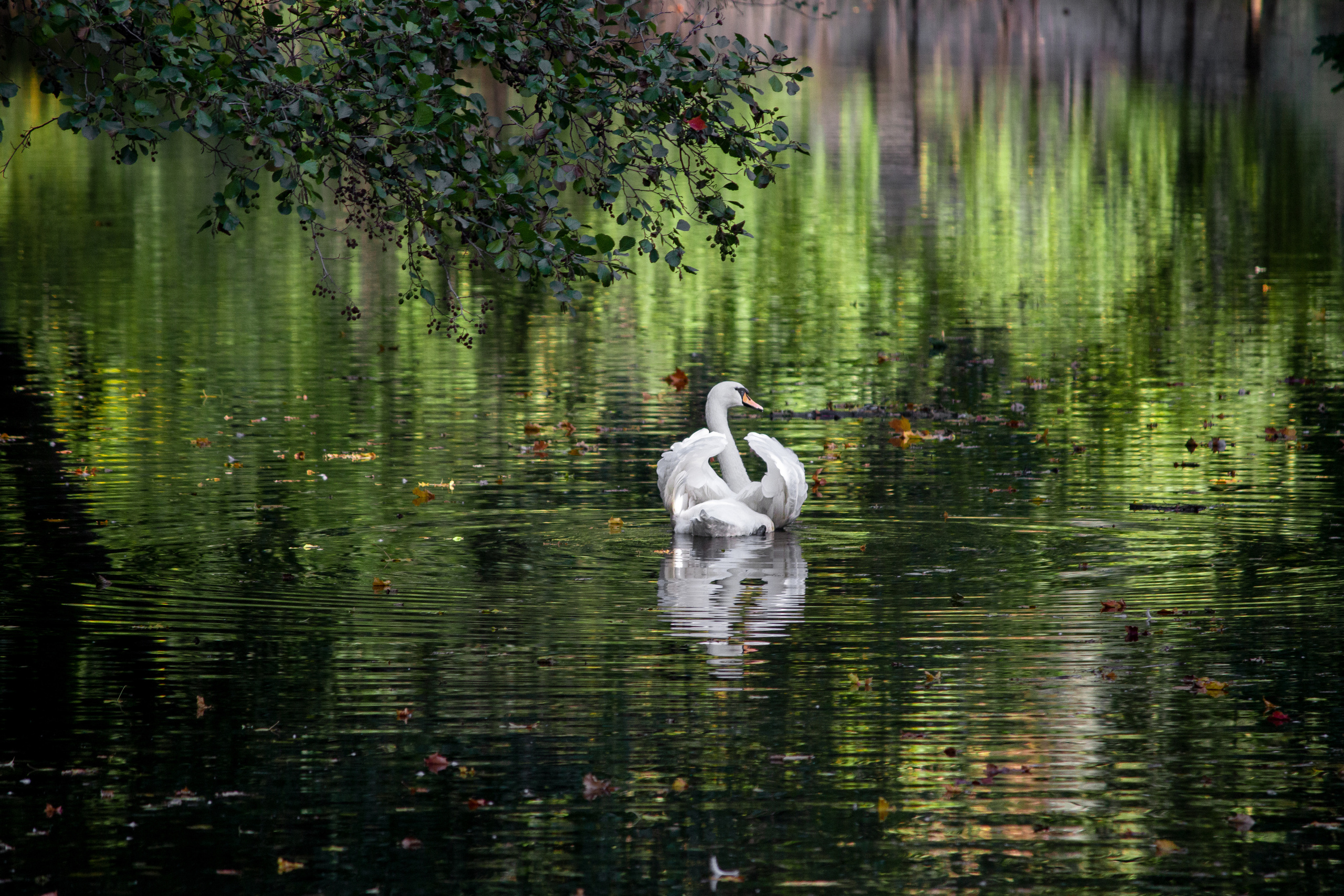 Отзывы. Семейный и свадебный фотограф в Петербурге Евгения и Николай Шевчук