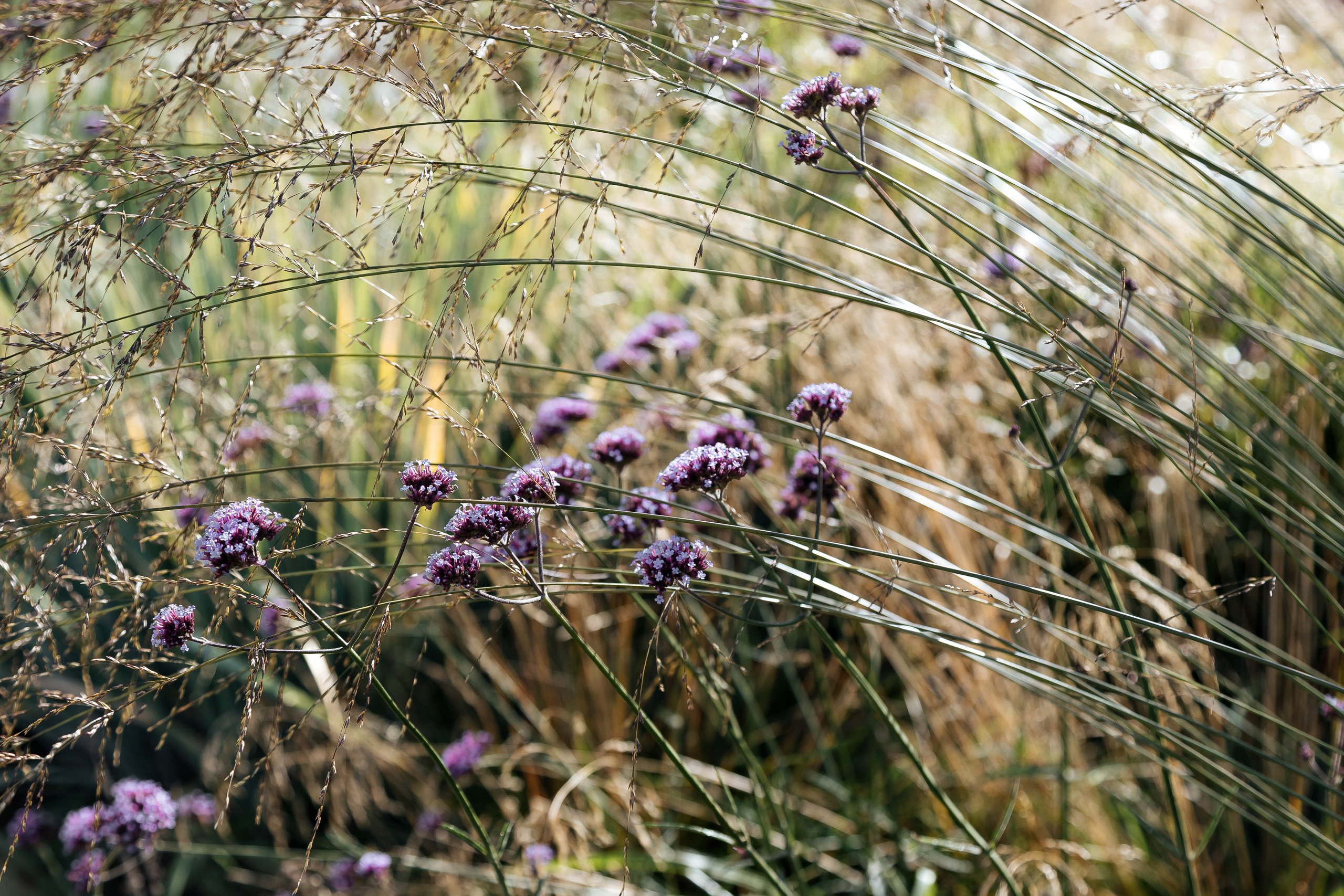 ЮЛЯ. Семейный и свадебный фотограф в Петербурге Евгения и Николай Шевчук