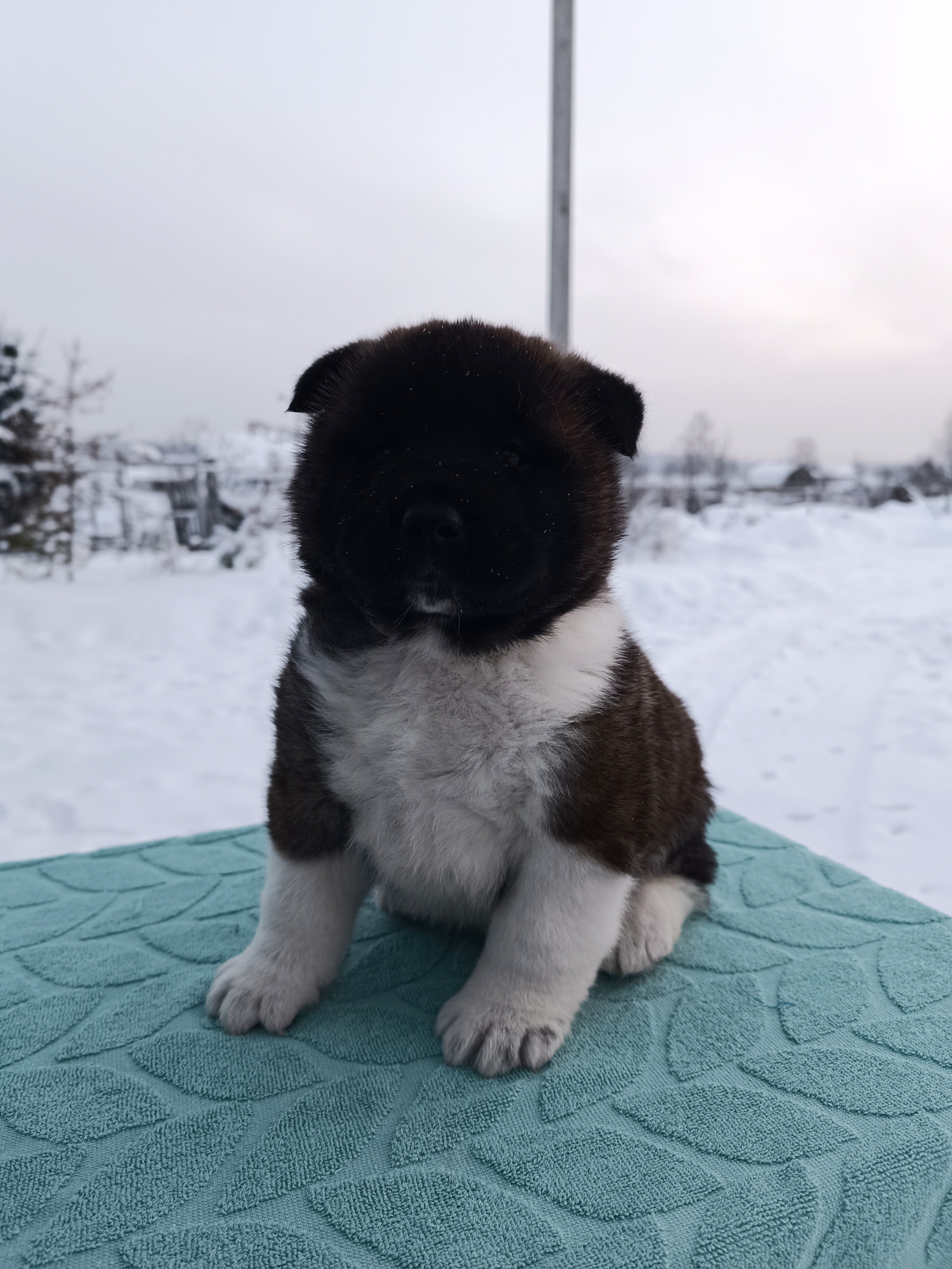Американская акита  щенки питомник Санкт-Петербург клубные щенки Американская акита питомник RUBYLIGHT Рубилайт купить щенка американской акиты
