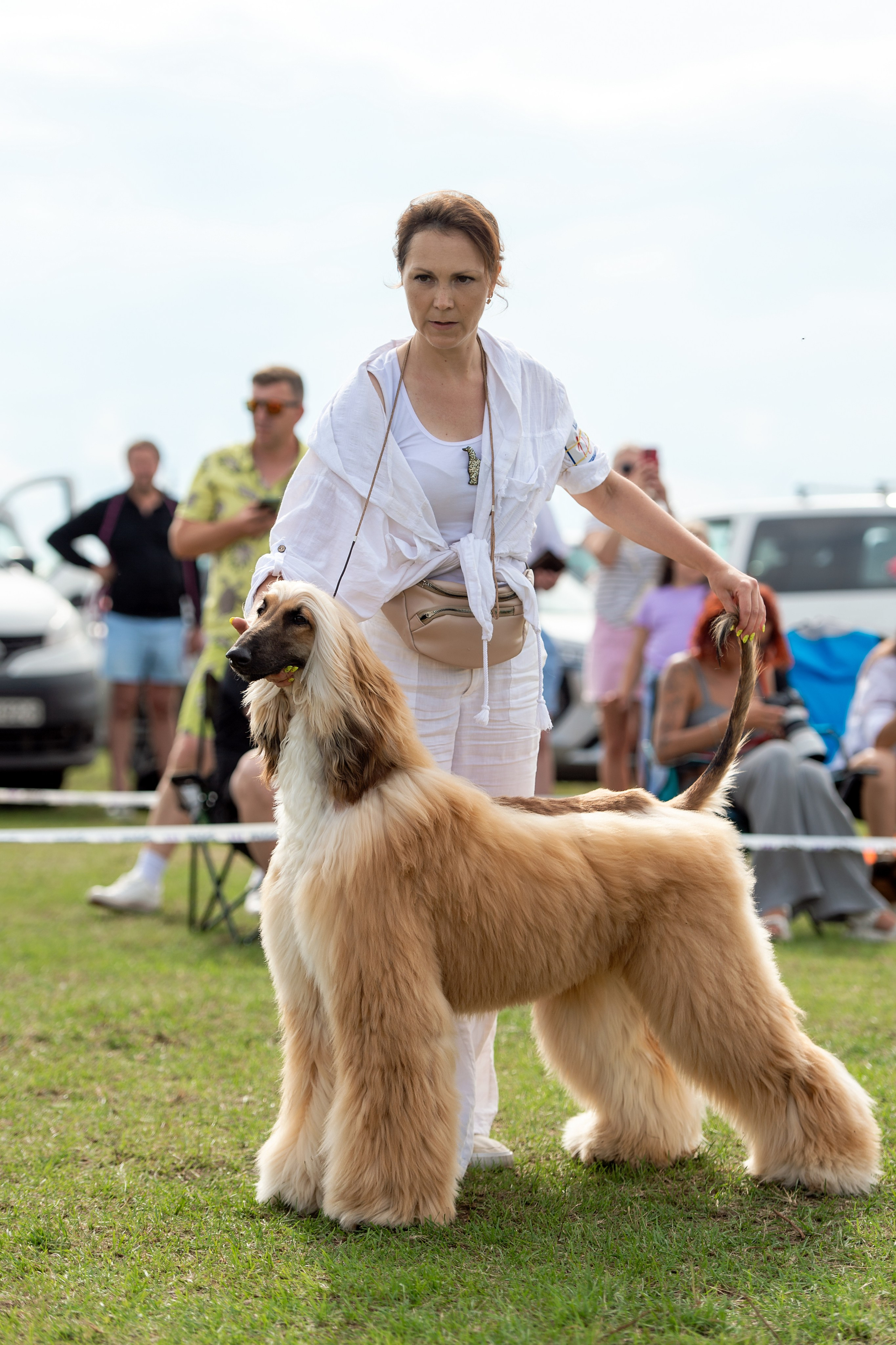Республиканская выставка собак всех пород. Галерея фотографий афганской борзой