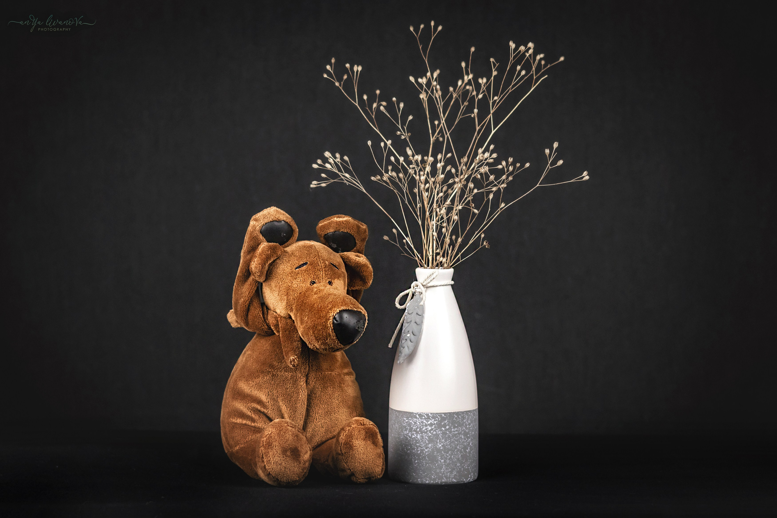 Серый фон. Фотограф анималист Аня Ливанова | Рыбинск