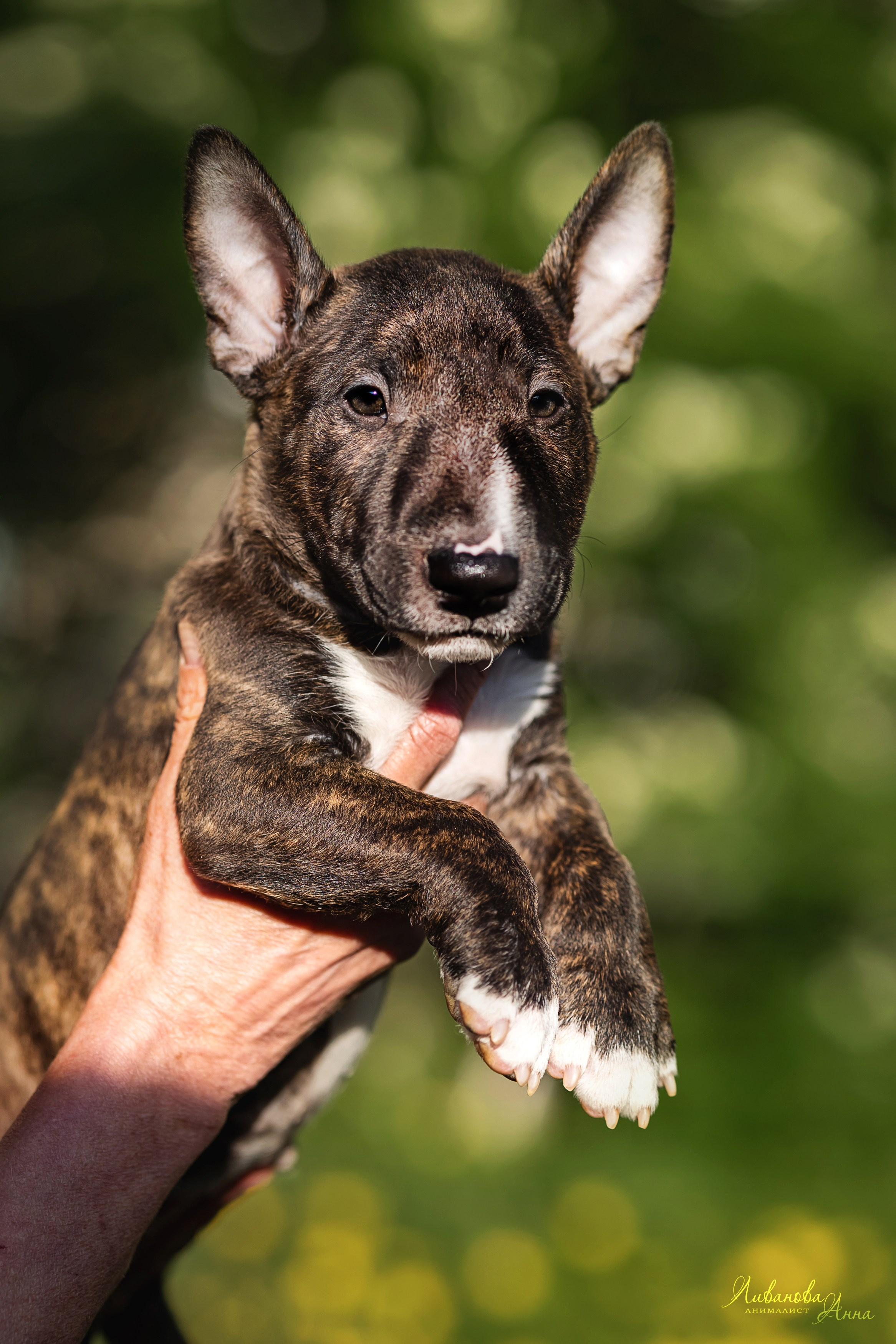 Минибультерьерчики. Фотограф анималист Аня Ливанова | Рыбинск