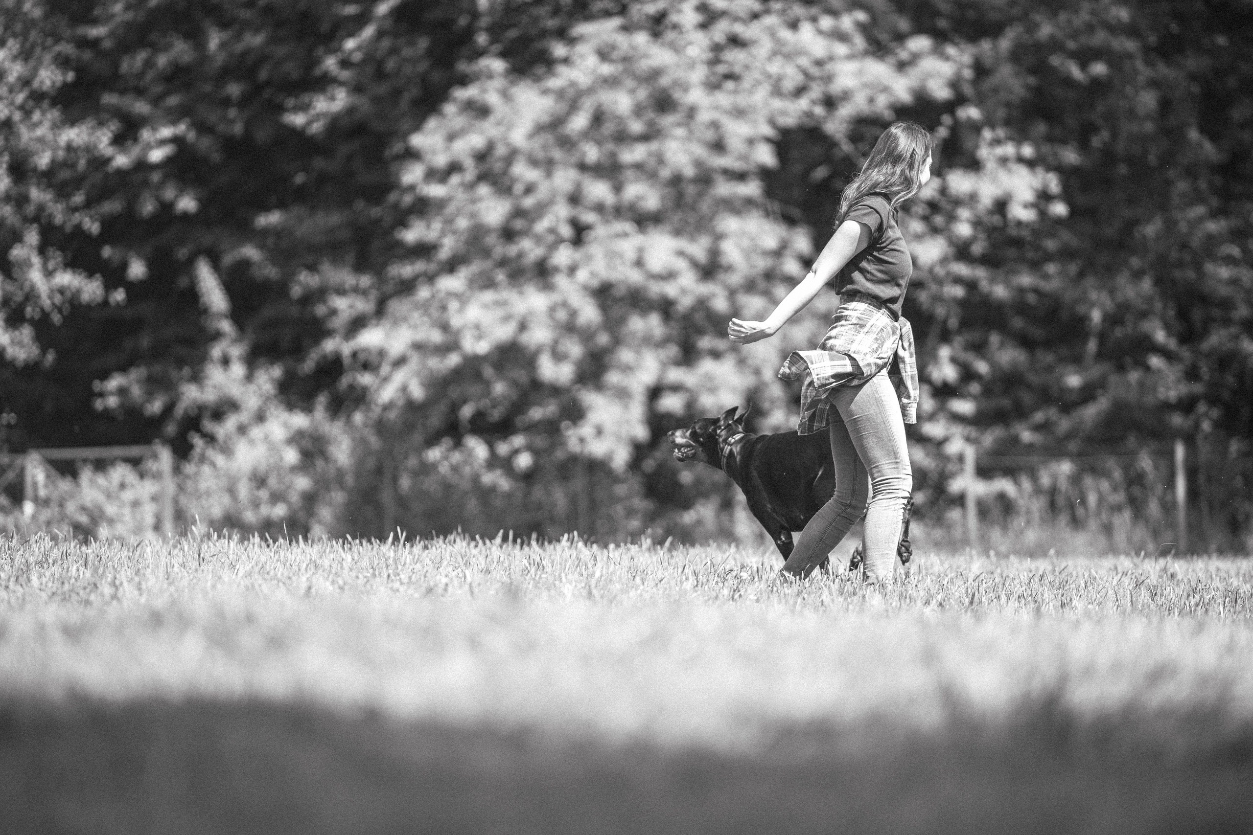 Доберман Айза. Фотограф Анималист в Москве Анастасия Жучкова