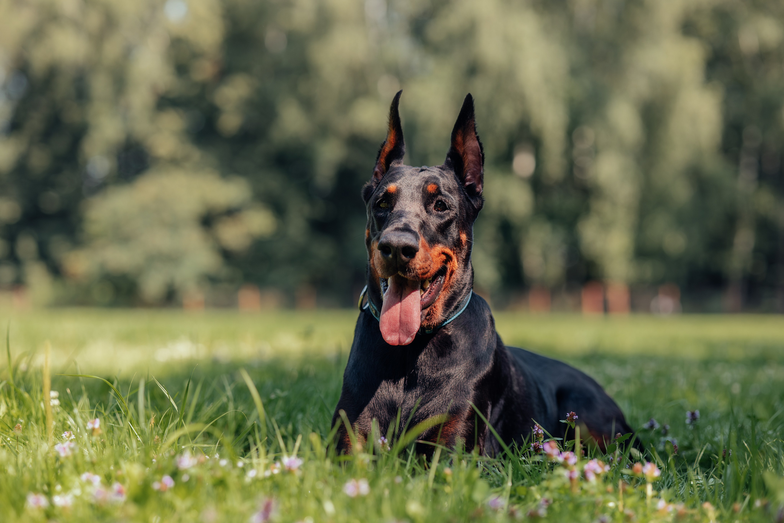 Доберман Айза. Фотограф Анималист в Москве Анастасия Жучкова