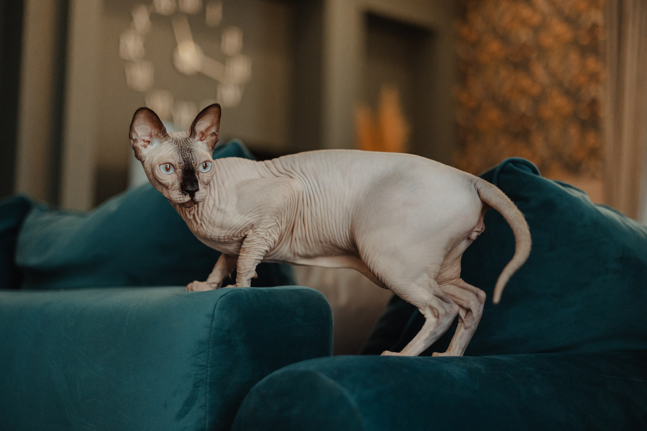 Алина, Илья и их хвосты. Фотограф Анималист Екатерина Справцева в Нижнем Новгороде